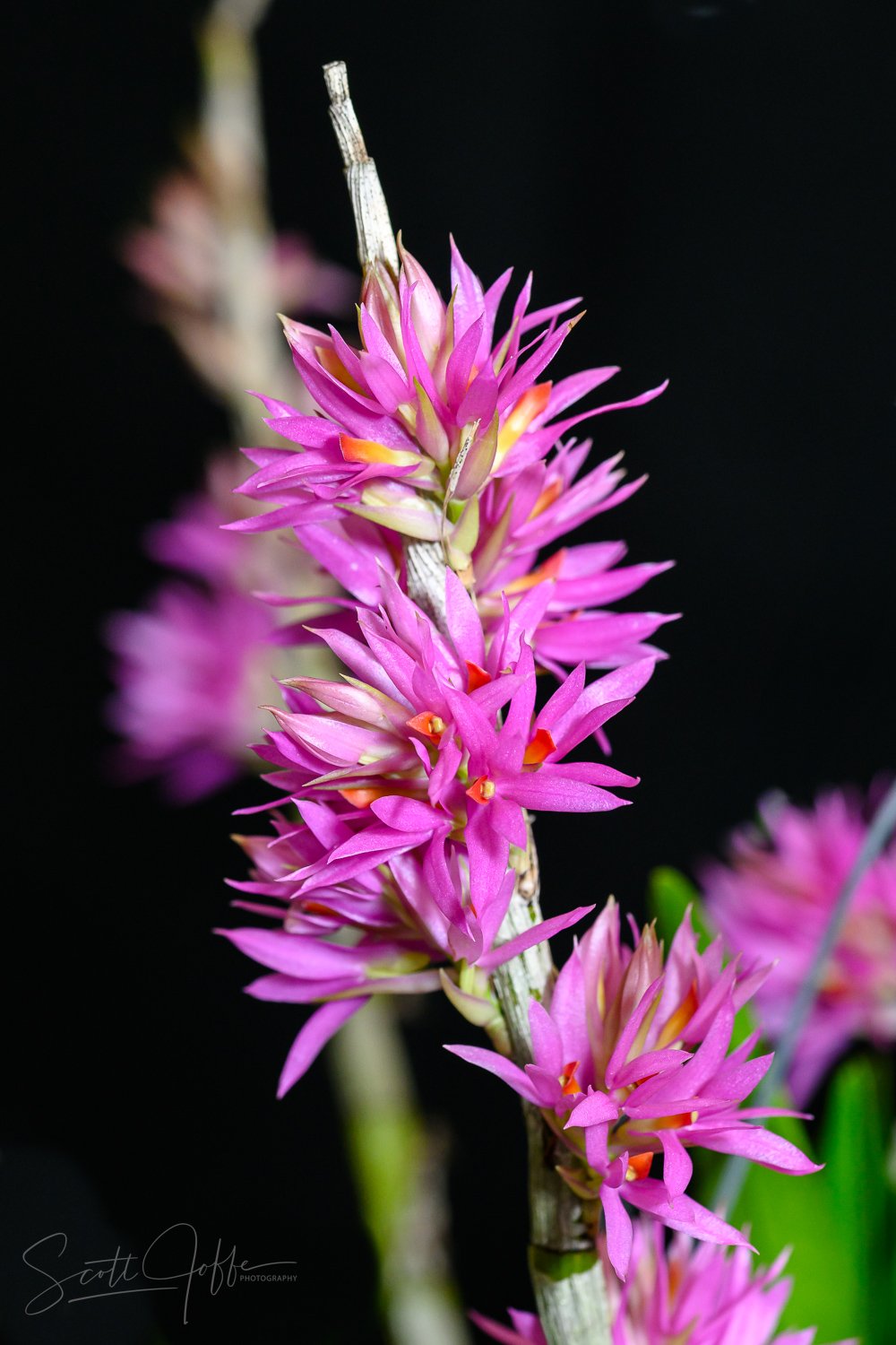  Dendrobium bracteosum Denise Guzman 