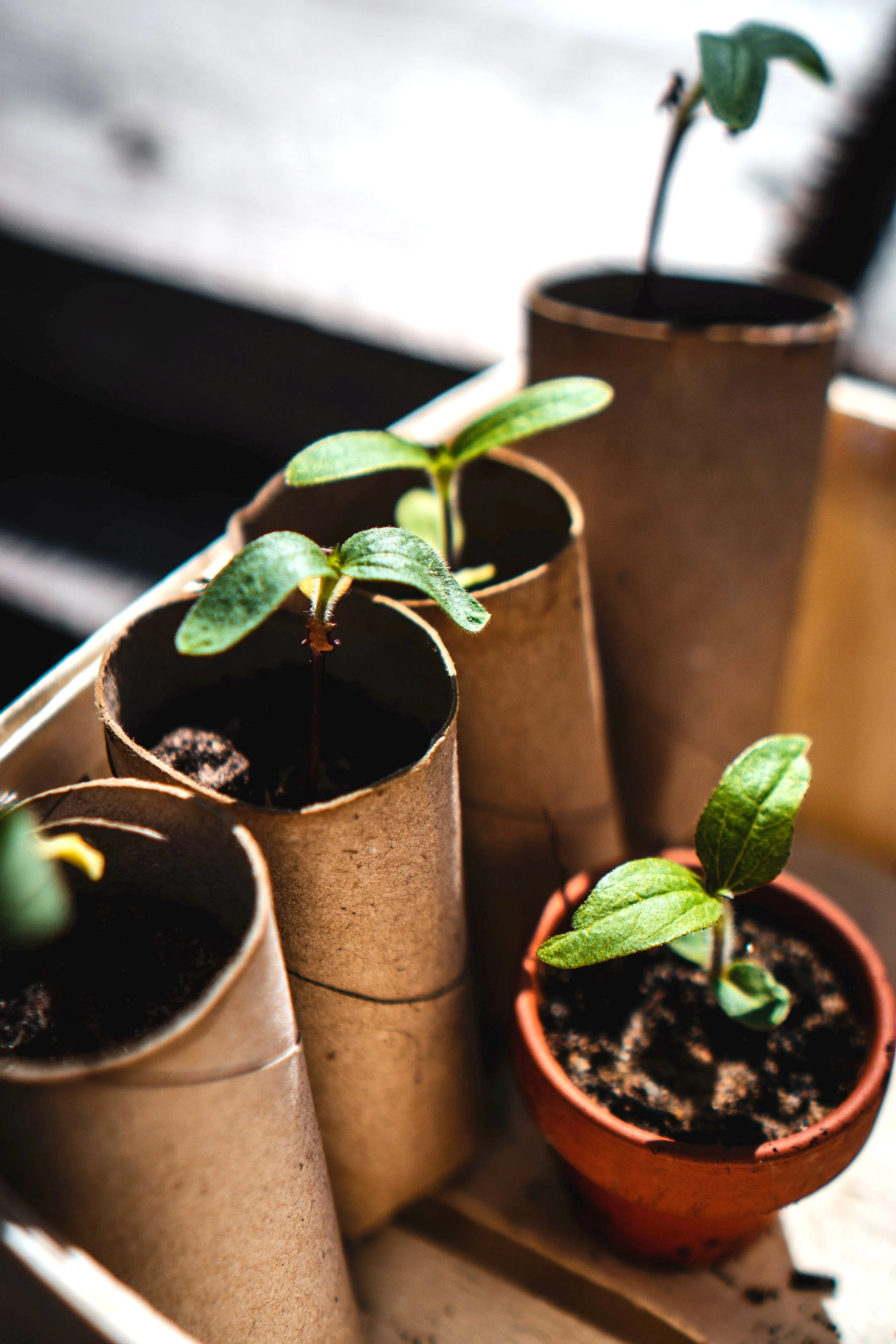 Principe 7 - Utiliser des solutions à de petites échelles et avec patience 