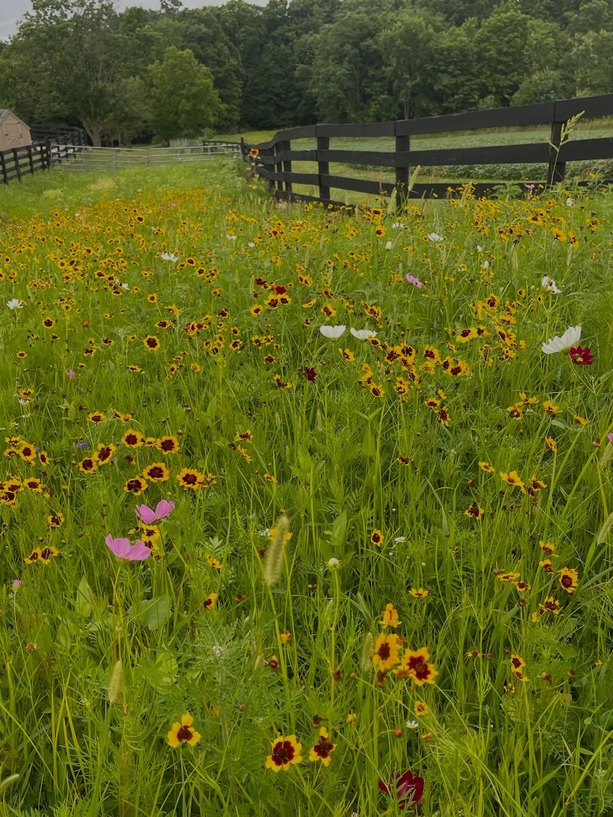 A little flashback to last year&rsquo;s blooms 🌸

Now that spring is here, we can&rsquo;t wait for the flowers and greenery around Peacock Ridge to look like this again.

Just a few more weeks and everything will be in full bloom! ✨

#peacockridge #