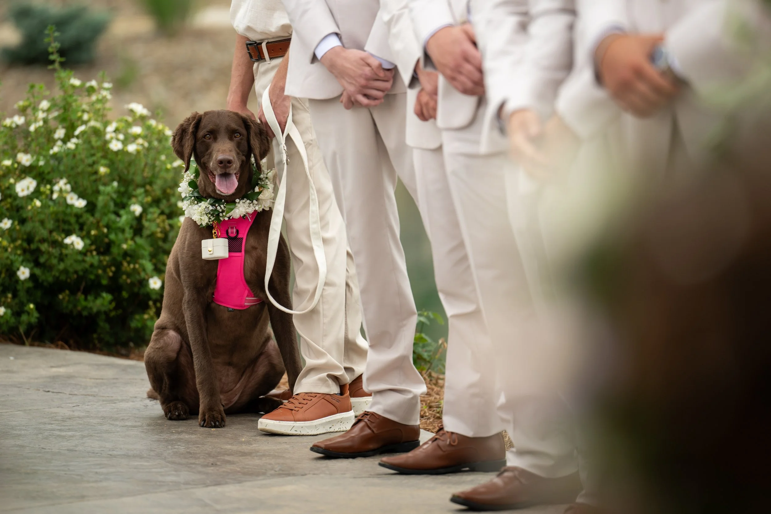 We love our fur babies and want you to have your fur babies attend your wedding.