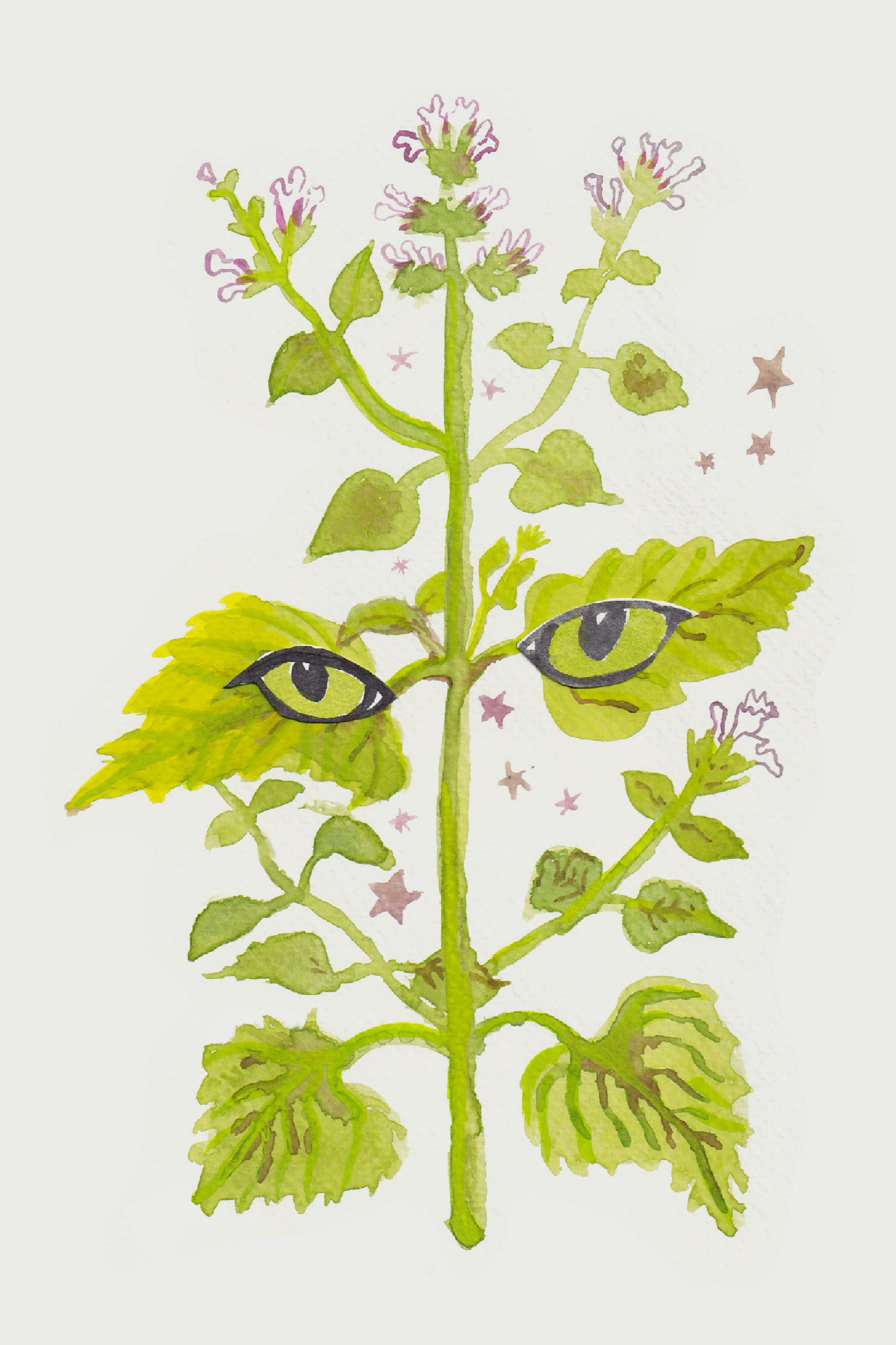 1024mysticatnip.jpg