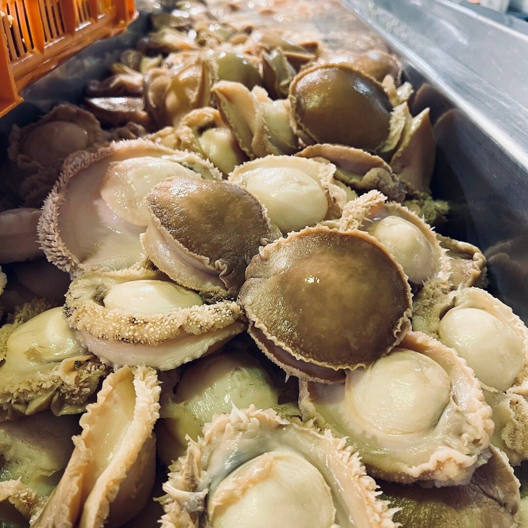 Aren&rsquo;t these 'Twelve' Wild Australian Abalone beautiful?!

As Chinese New Year comes early next year, we have been busy preparing to make sure that we have enough abalone for all our customers! We expect our Wild Australian Abalone to sell out 
