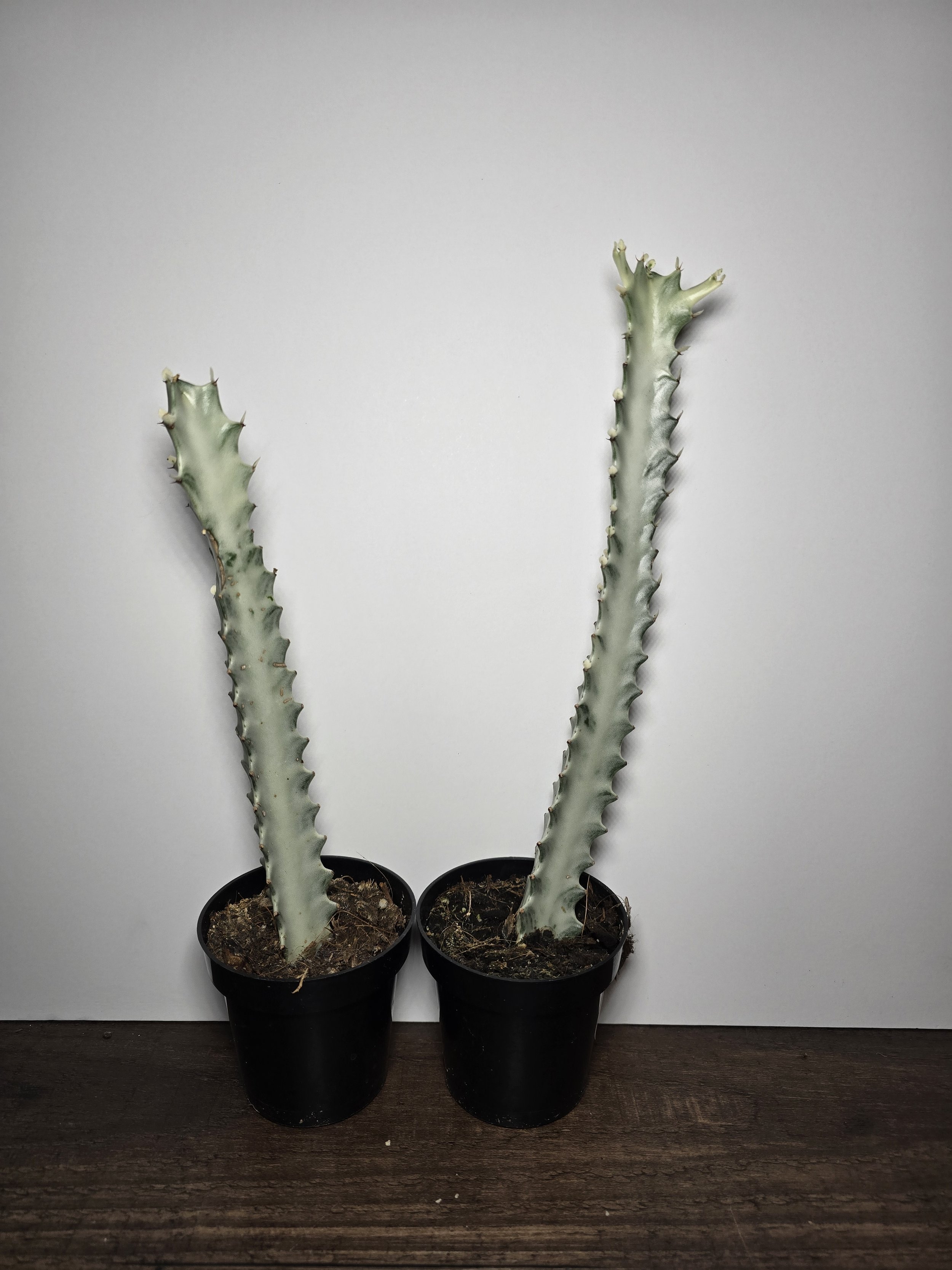 Euphorbia 'White Ghost'