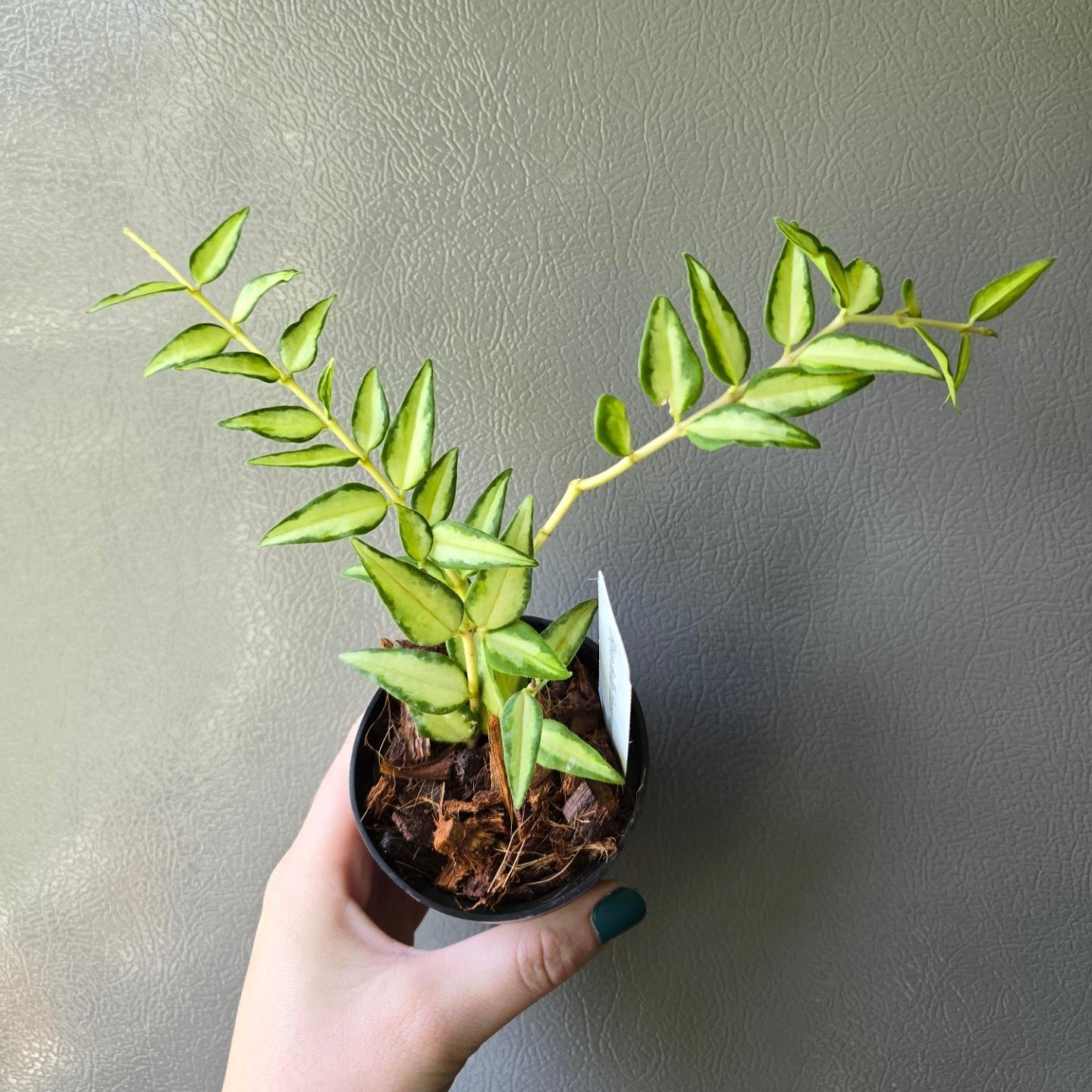Hoya Bella Inner Variegation 'Luis Bois' 
.
.
.
.
.
.
.
.
.
#rareplants #variegatedplants #hoyabellaluisbois #variegatedhoyabella #hoyabella #hoyaplant #hoyaheads