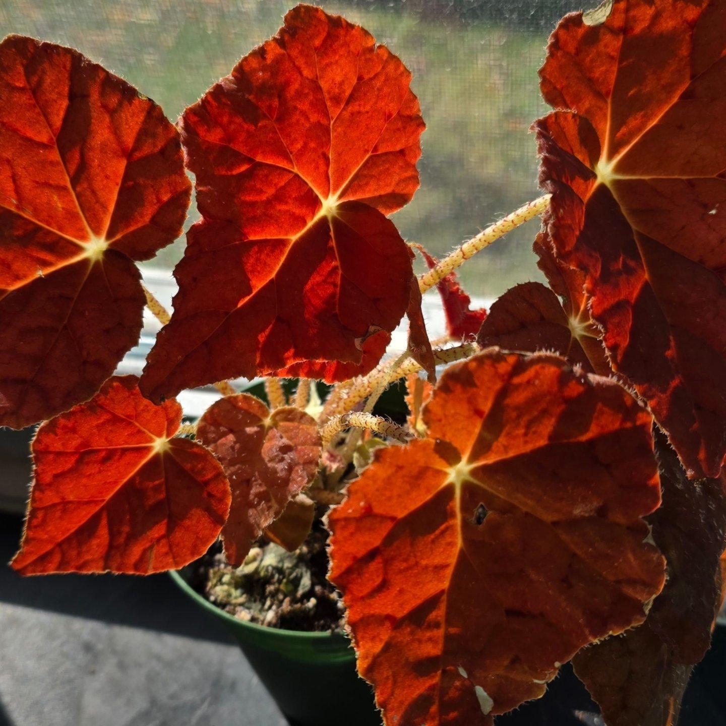 No filter. Just a gorgeous Autumn Ember Begonia. 🍁🍂

#autumnemberbegonia #begonialovers #houseplantsclub