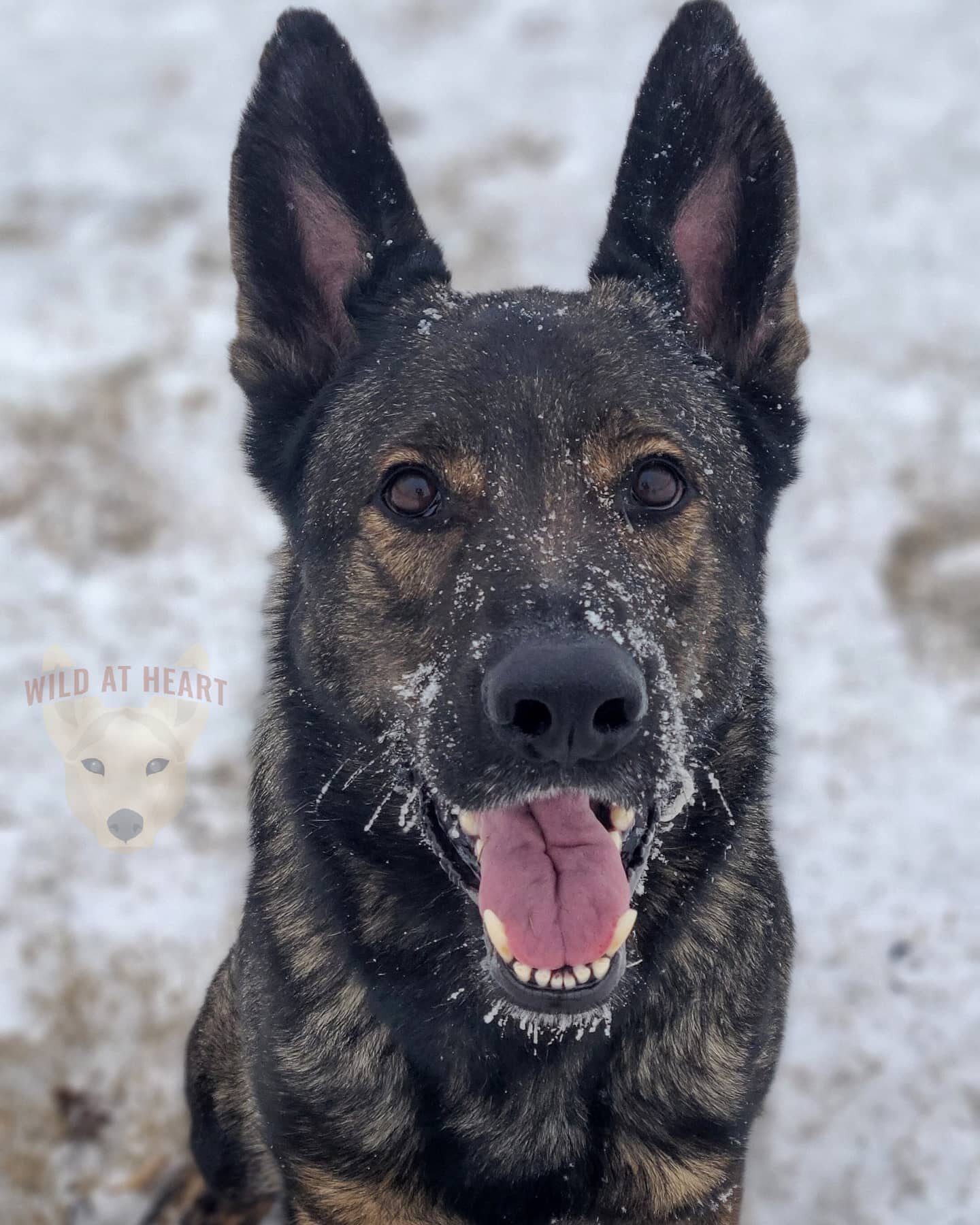 ❄ Texas got snow?! ❄

 Dogs in Texas are used to warmer temperatures, so this chilly winter can really throw them for a loop! 

Here are a few tips to help them adjust to snow and cold temperatures! 

🌨 Take multiple breaks and don't stay out long e
