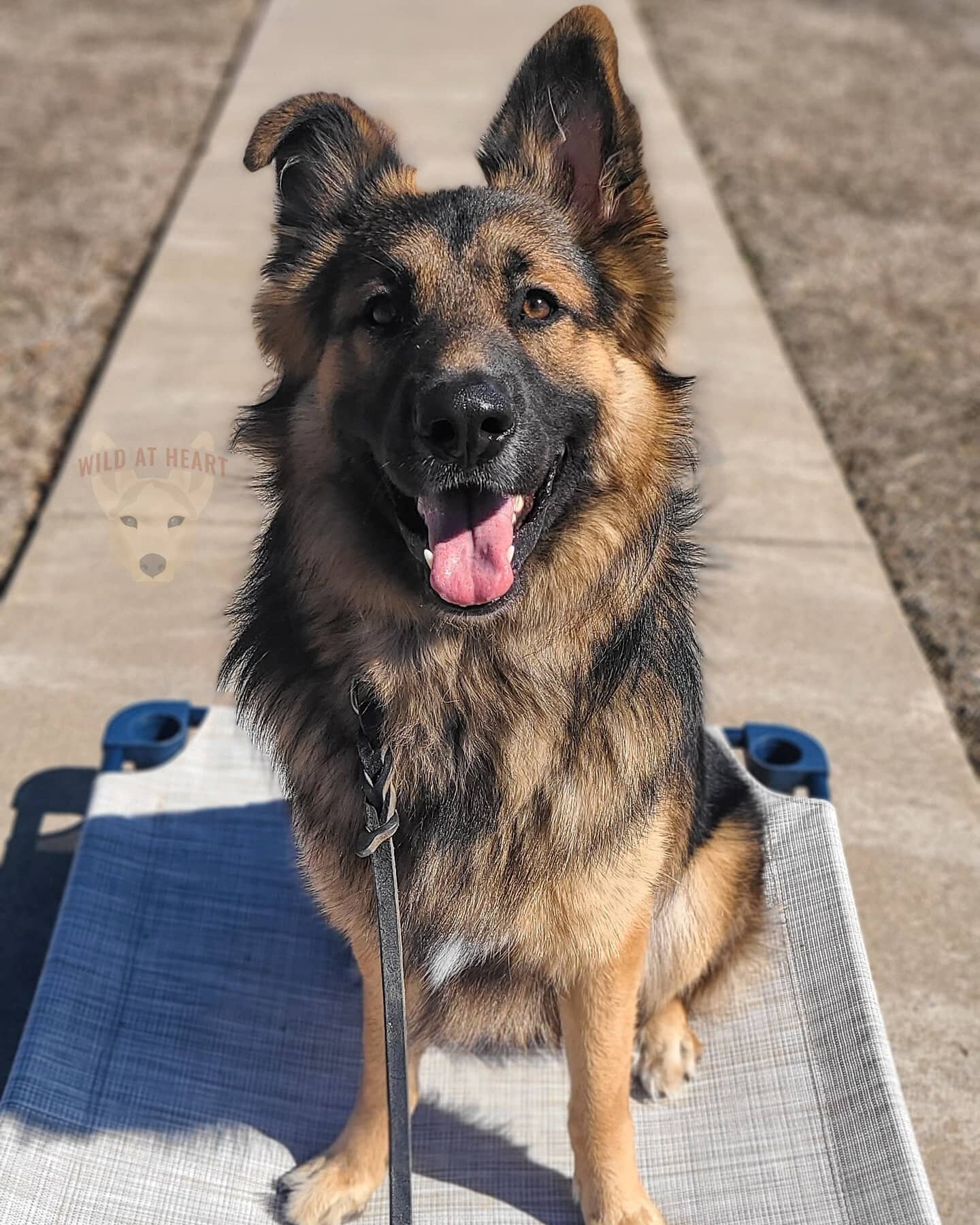 Hey there Neo!

We are excited to add Neo to our #WAHCApack 😊

This big guy is a 9 month old German Shepherd/Great Pyrenees mix and can be quite a handful!

A few of the things we are working on with Neo are reactivity, leash pulling, counter surfin