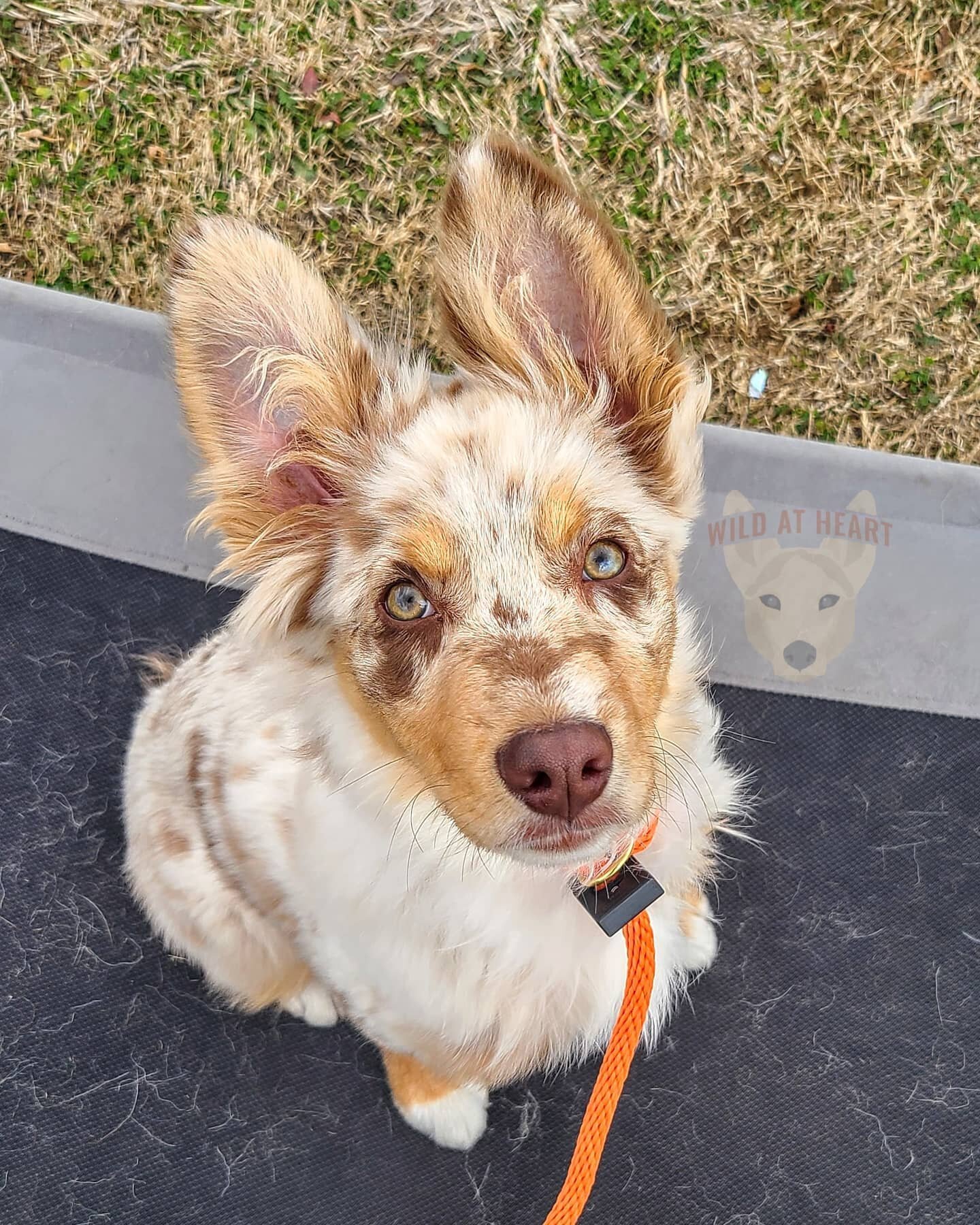 🐡SYDNEY🐡

This 15 week old Australian shepherd puppy is  here with us to lay a solid foundation for engagement, obedience, and manners! She will be coming back in a few months to complete her training with off leash freedom! 

Sydney lives with a s