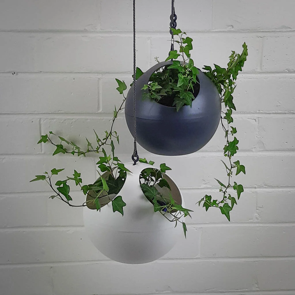 Elho "B for Air" Planter with Ivy plant