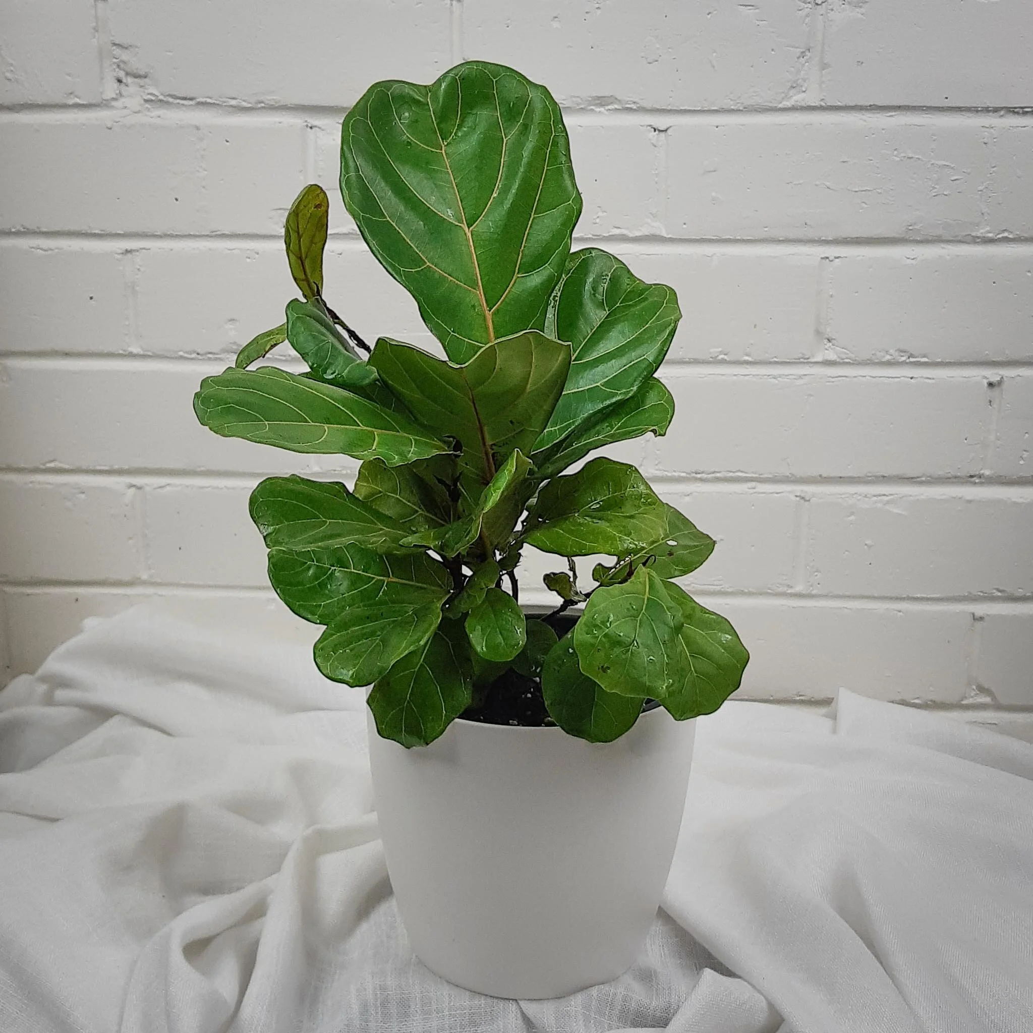 Large Plant + Pot