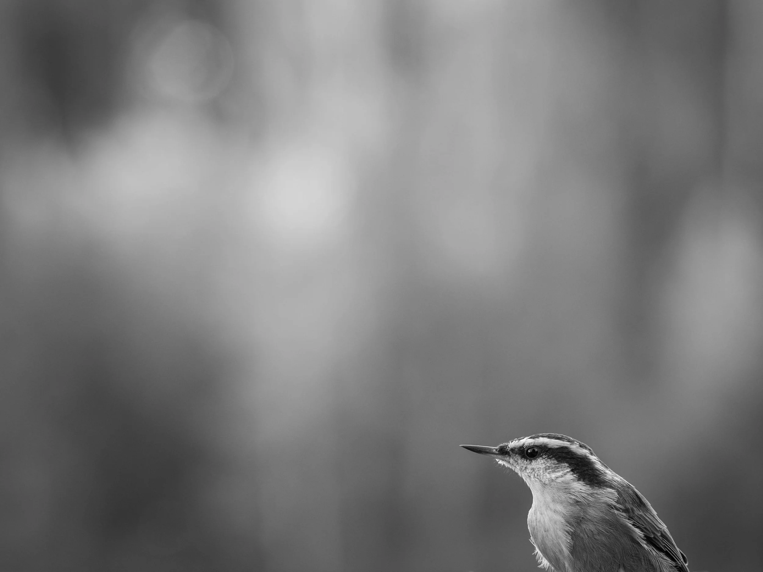 _DSC4138.jpg