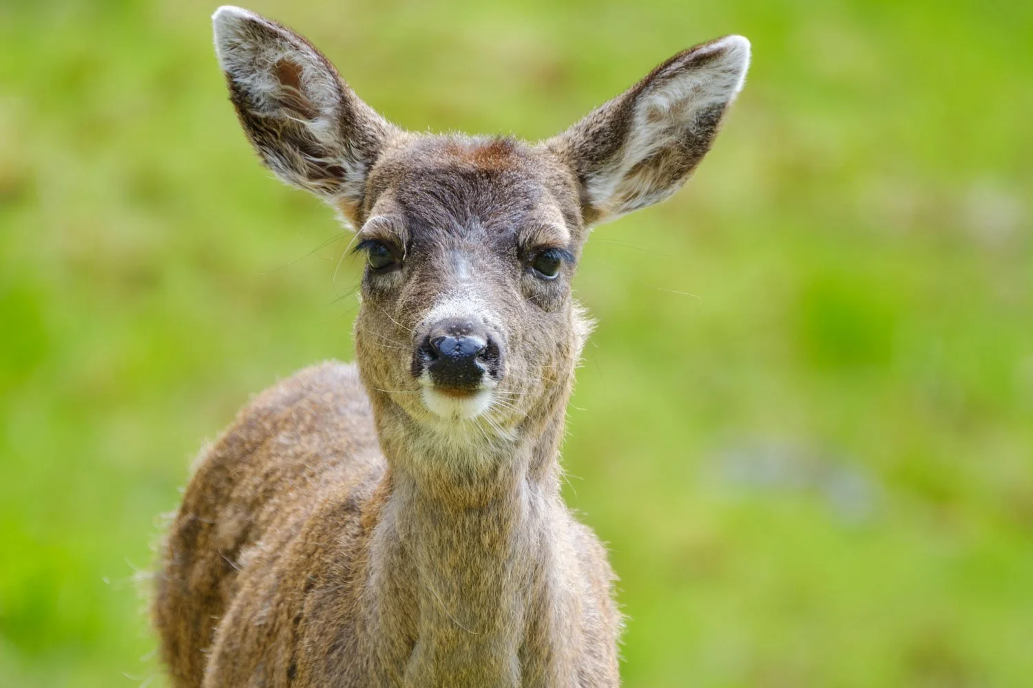 A sitka deer portrait with green backgound