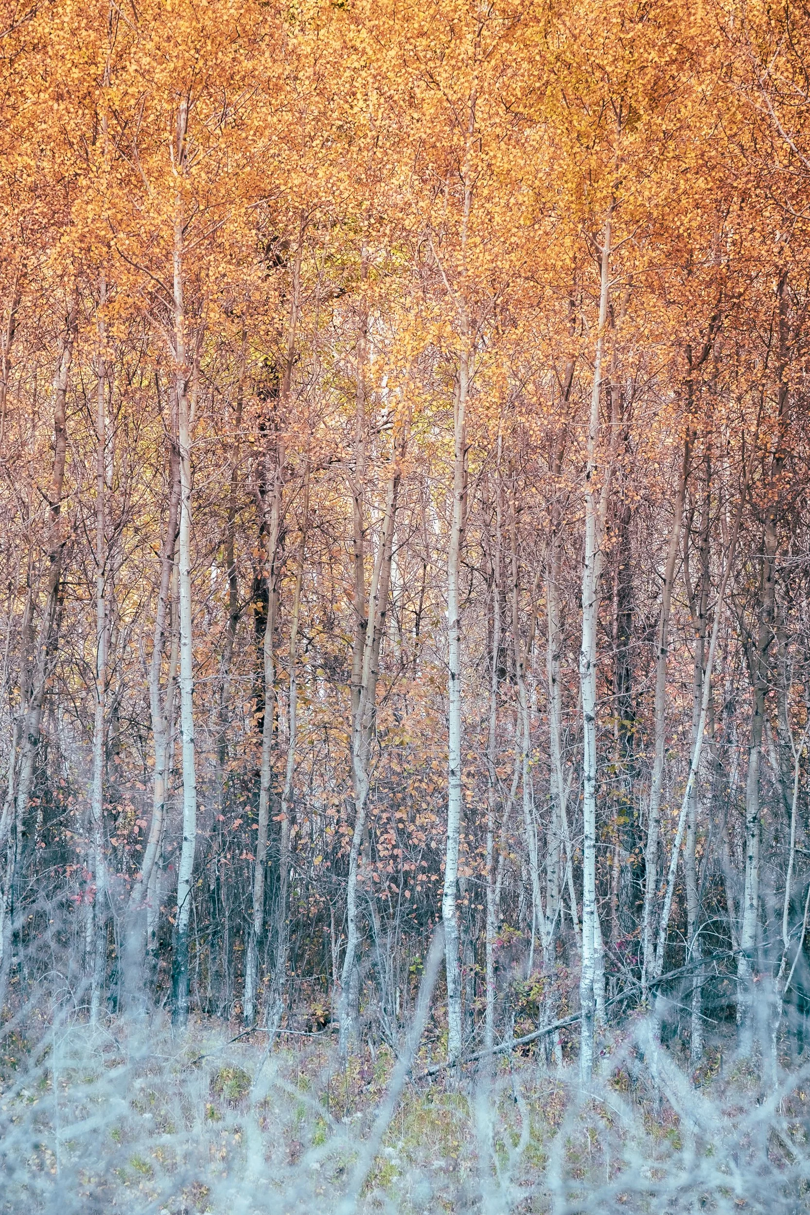 DSCF8801.jpg
