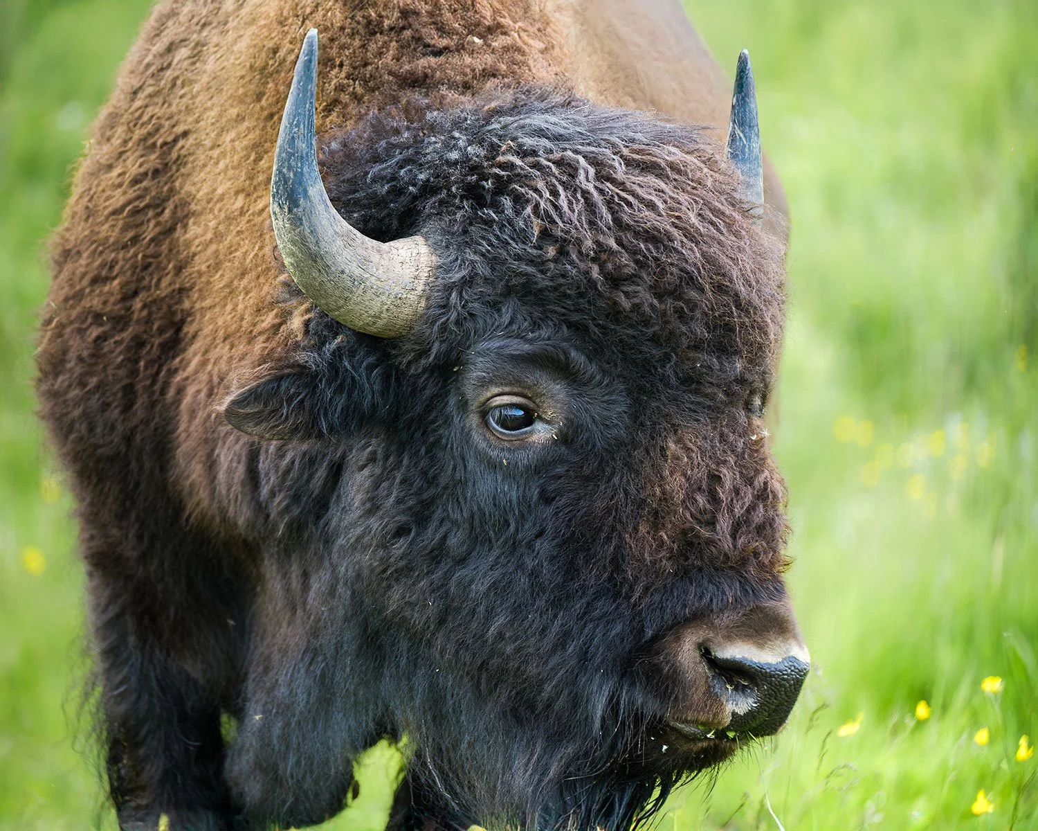 Elk Island National Park