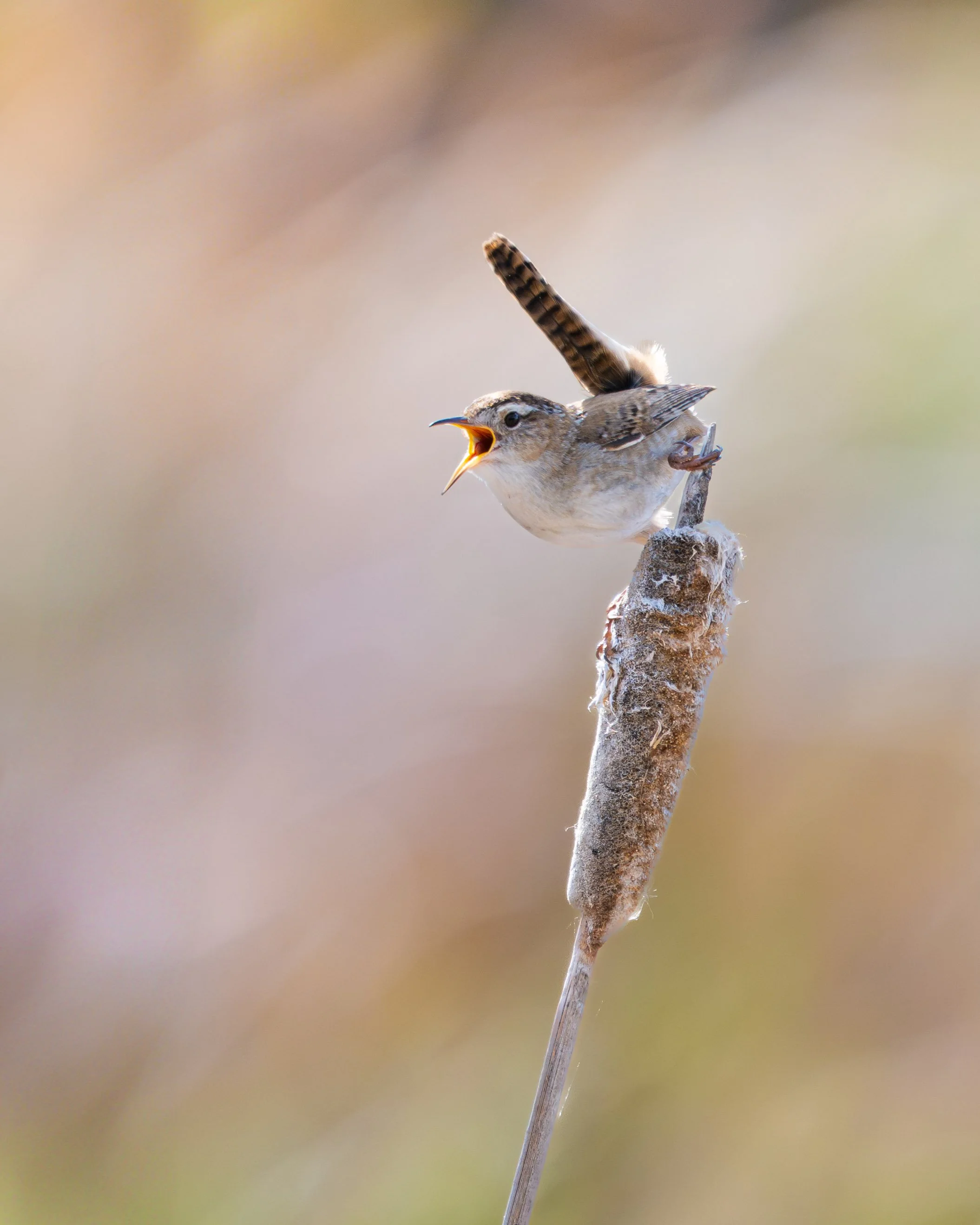 _DSC5221-Enhanced-NR.jpg