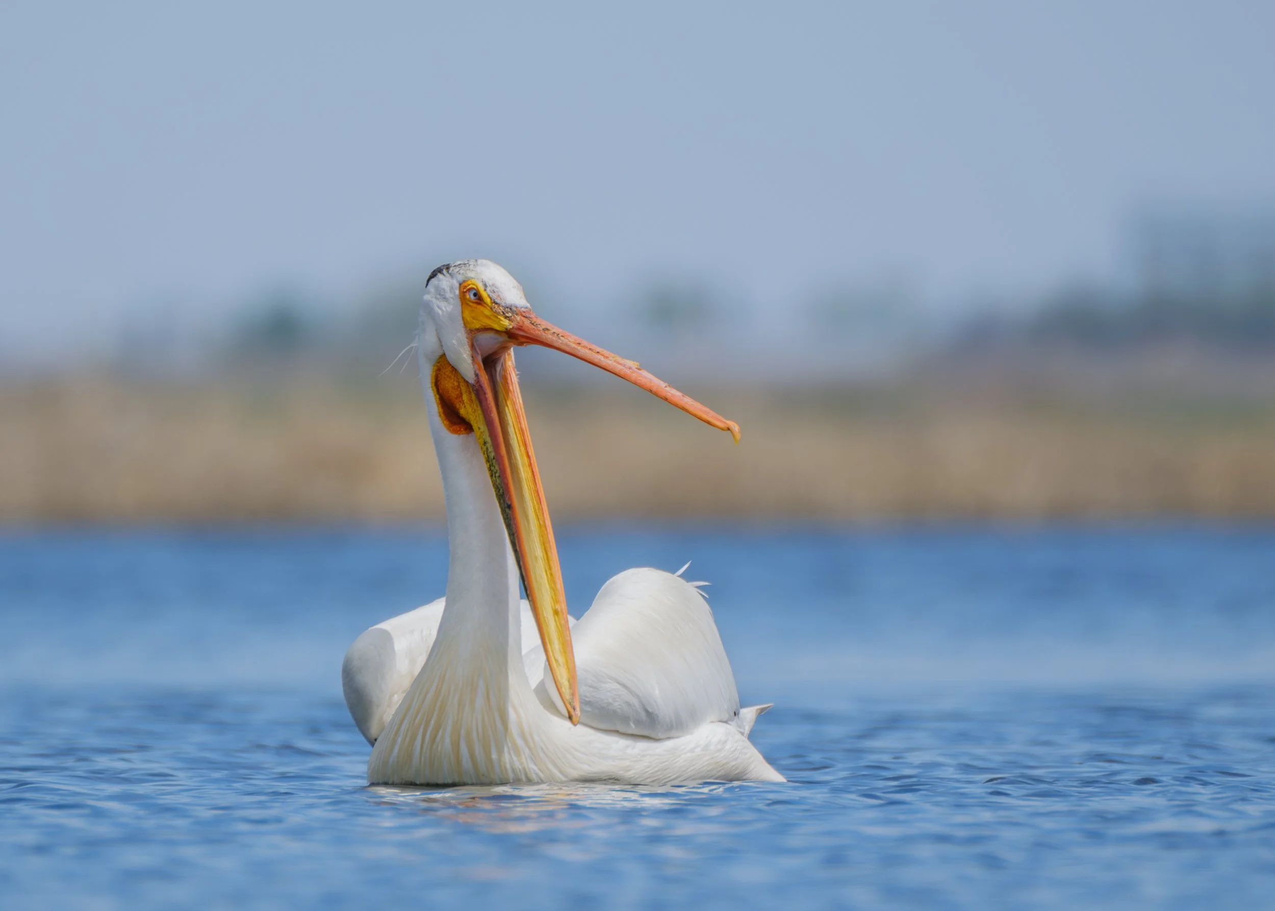 An american white pelican swimming on a lake with its bill open
