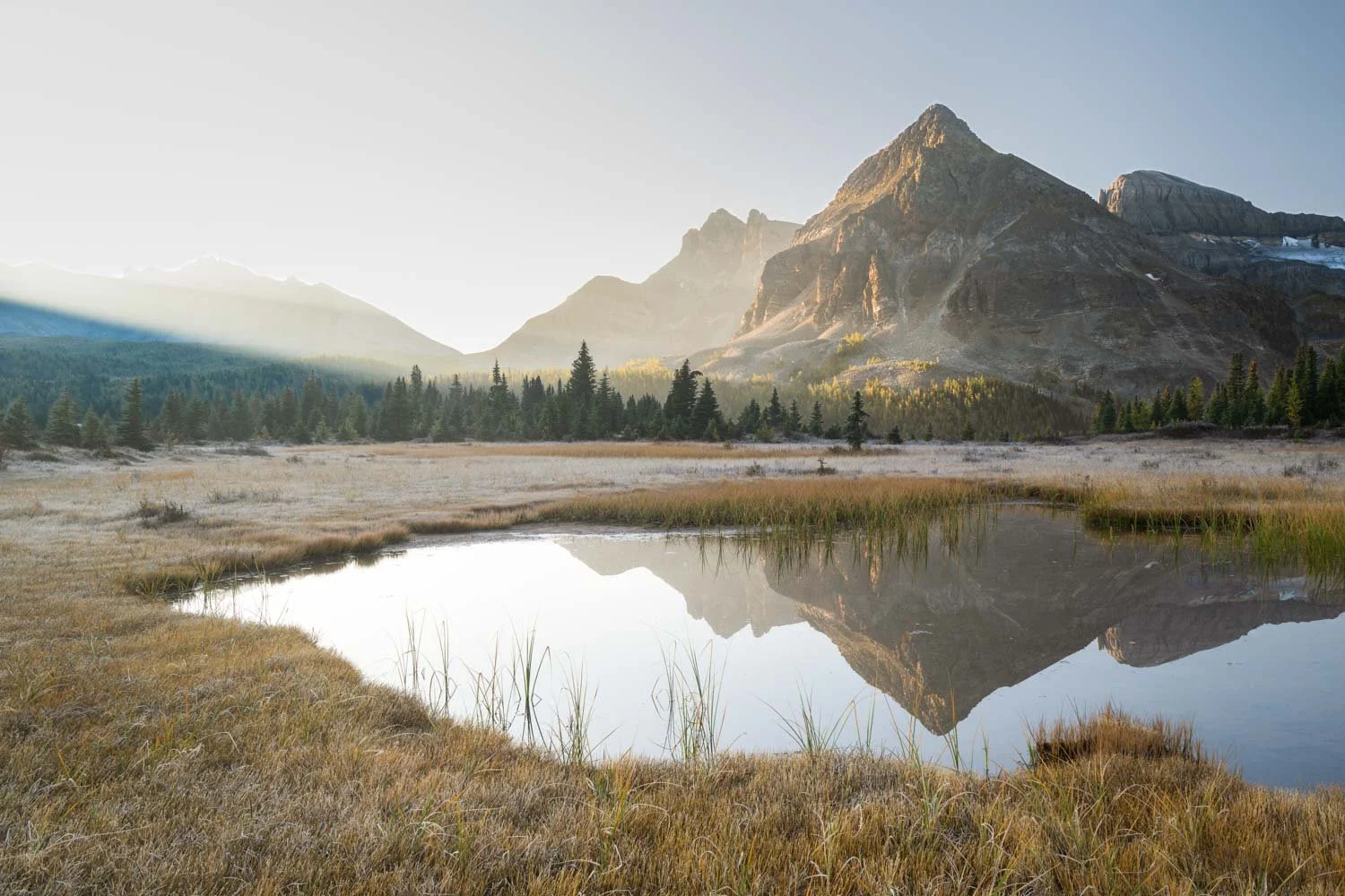 a view from a marshy grass area of the mountains in Mount assiniboine with the sun rays lighting up the mountain at sunrise.