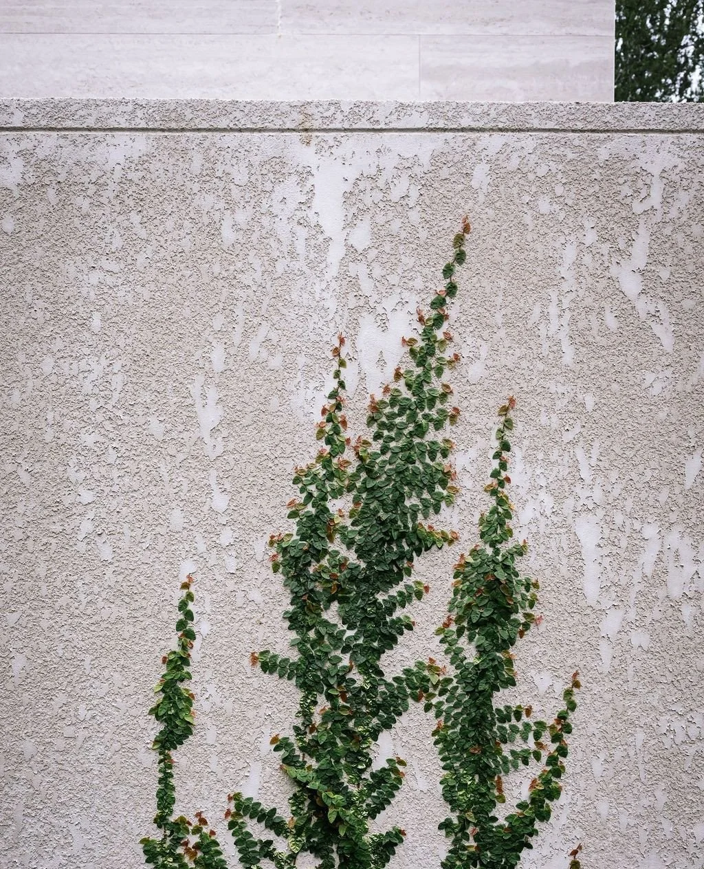 This creeper is just getting started.⁠
⁠
In a few years this wall will look completely different. The render texture still visible beneath, the planting changing with the season.⁠
⁠
Landscape design @acre.landscape⁠
📷 @janisalwayshashercamera