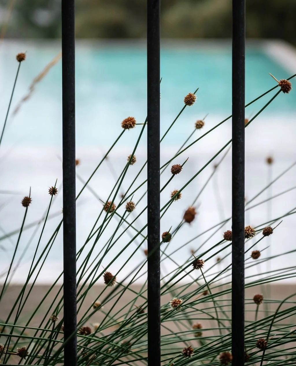 Through the fence.⁠
⁠
Custom fabricated steel pool fence. The fence is here because pool regulations require it. But it does not have to dominate.⁠
⁠
Landscape design @acre.landscape⁠
Steel fabrication @brownefabrication⁠
Pool @alohapools_aus⁠
📷 @ja