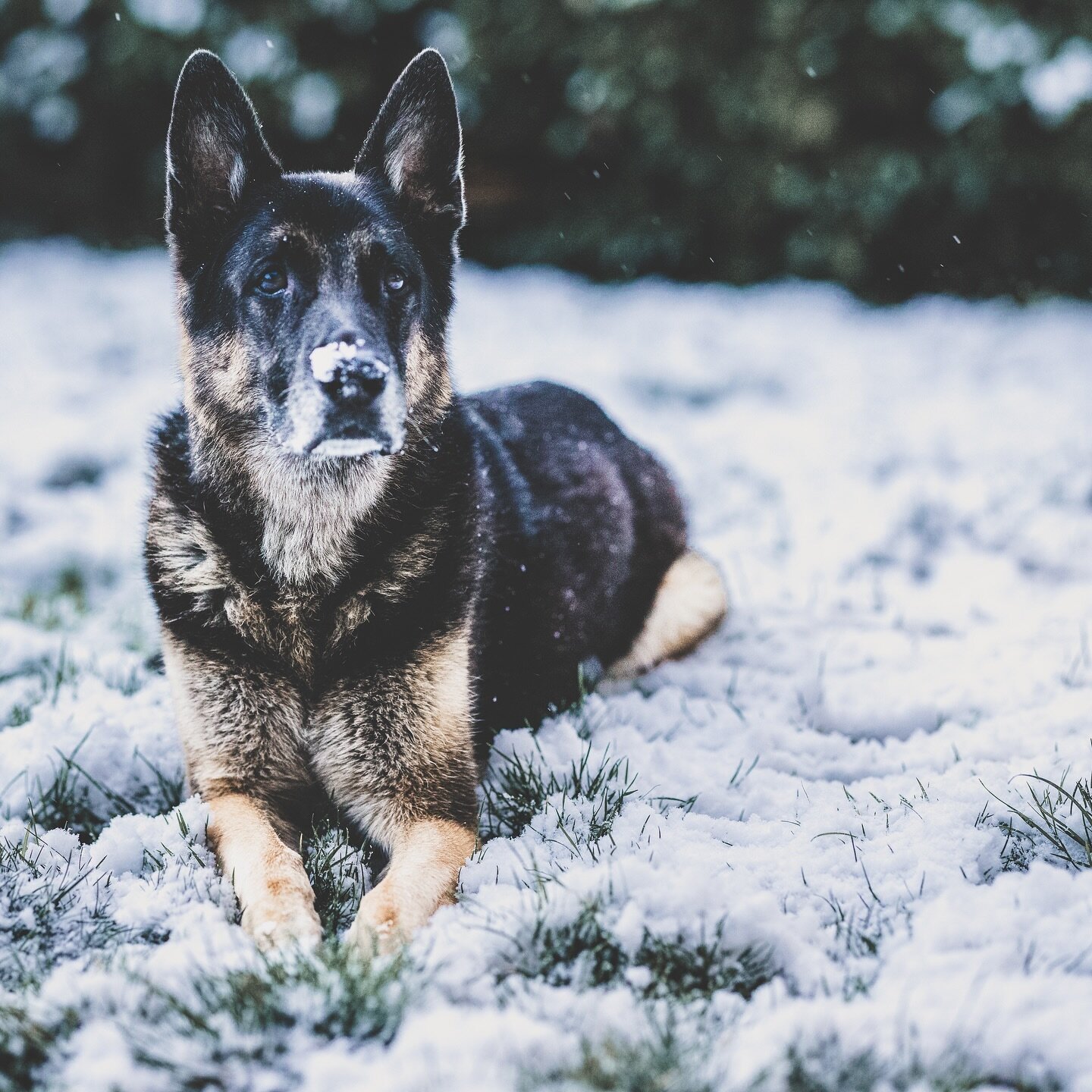 His love for snow... ❄️☃️