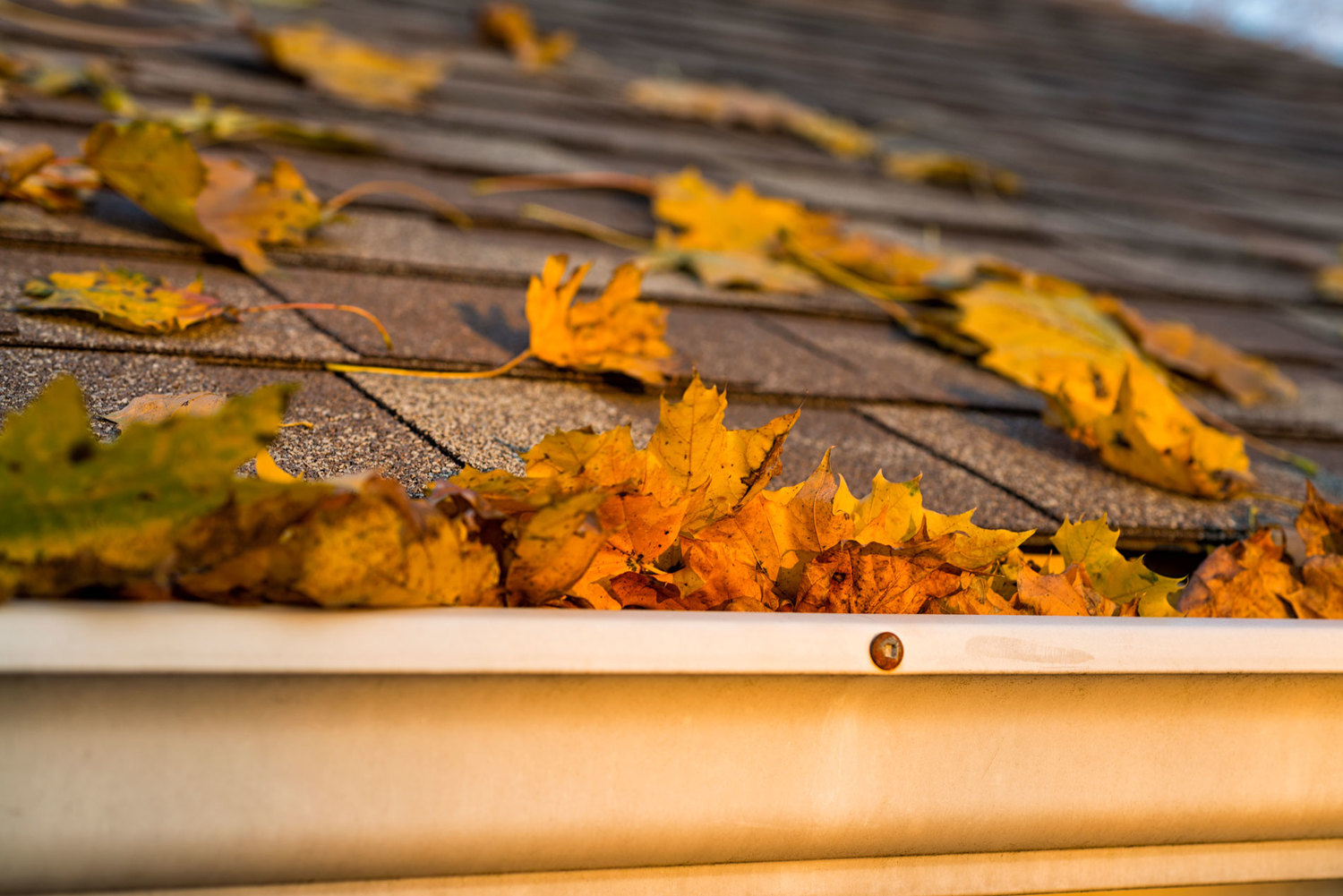 leaves-01.jpg