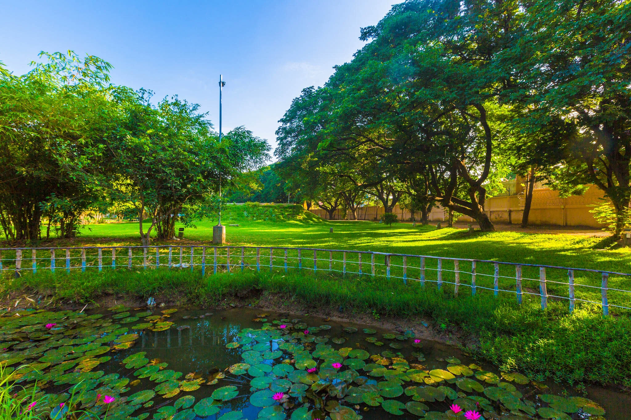 Golden Rush Valley — SPP Gardens