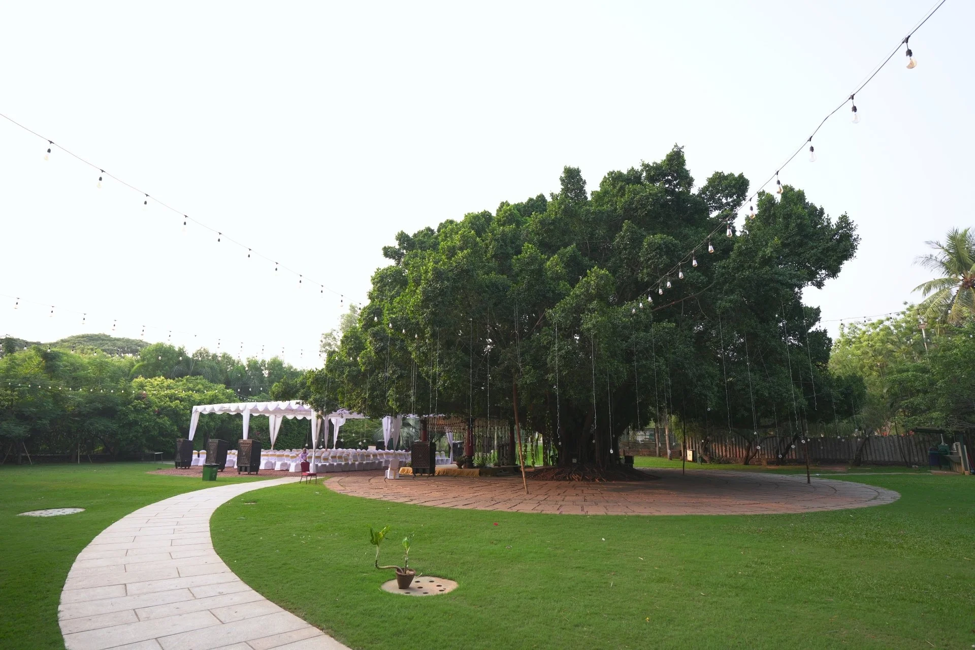 Open green lawn with a large banyan tree fairy lights strung overhead and a white draped dining setup in the background