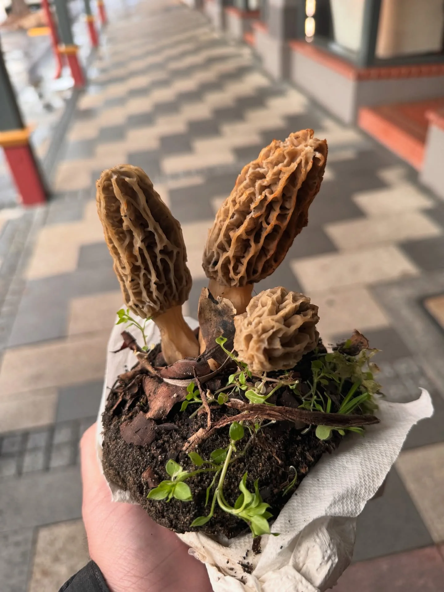 spore-tacular find in the Bunbury CBD 🍄 #morel #bunburybrighter #bunburywa