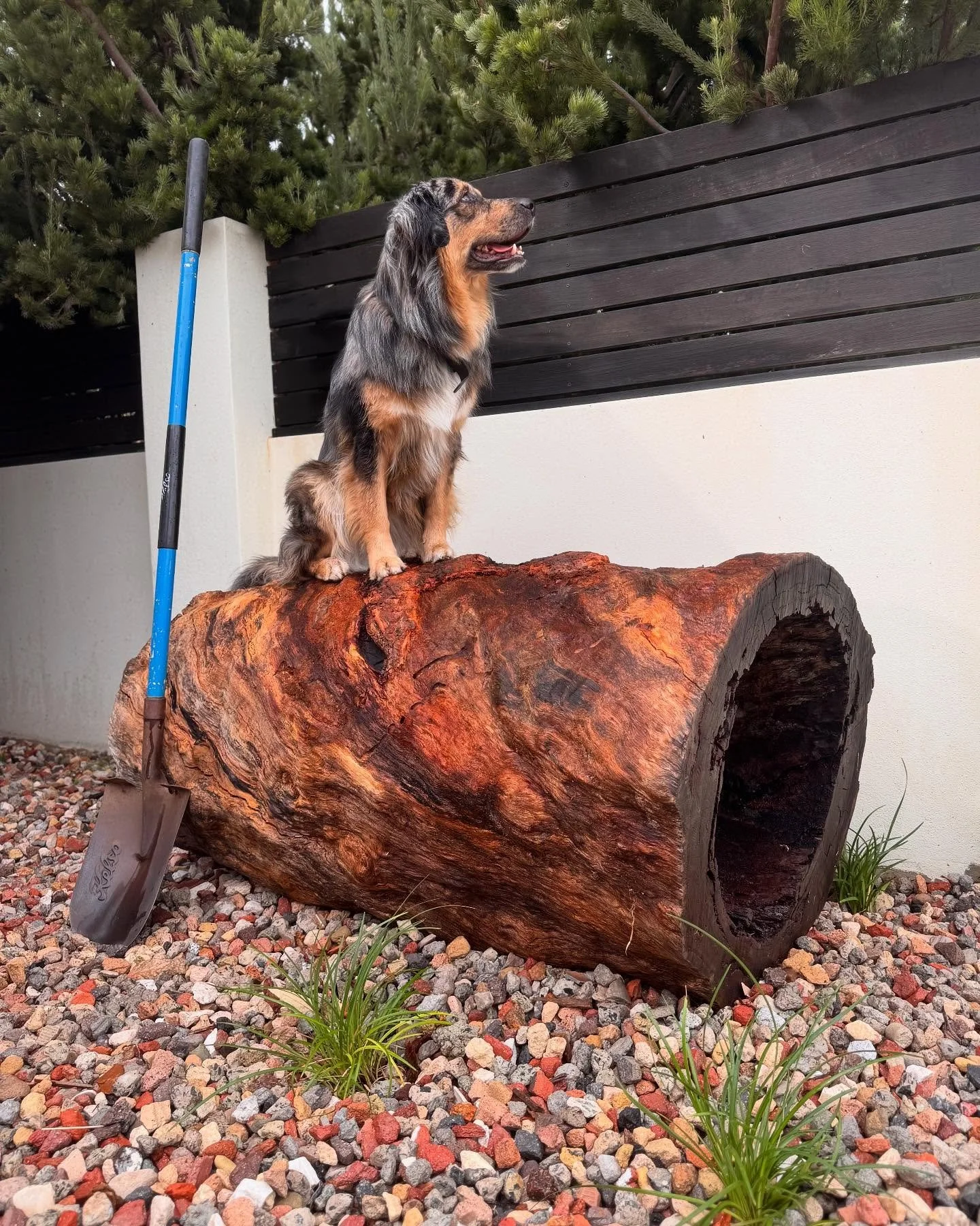 Salvaged section of hollowed out Marri / Corymbia turned feature log / seat / folly.

@naturaliste_landscape_supplies