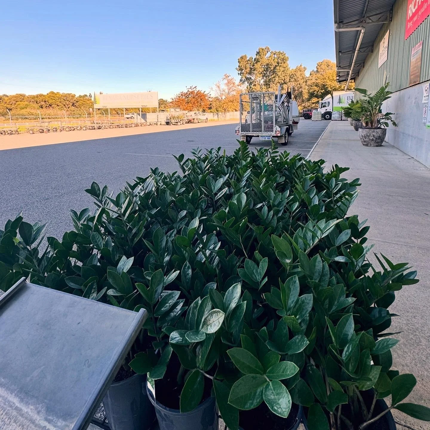 On location @benaranurseries getting these 95 ZZ plants to their new home in Midland; stay tuned for the reveal 🌿 #zamioculcaszamiifolia