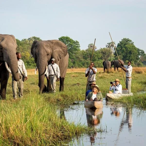 1080_1080_abu_camp_elephant_mokoro_web_da_600x.jpg