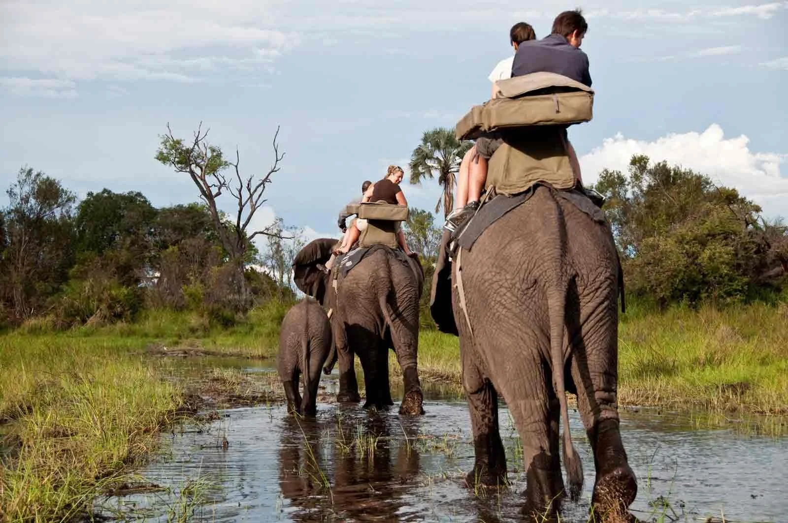 Elephant 3.jpg