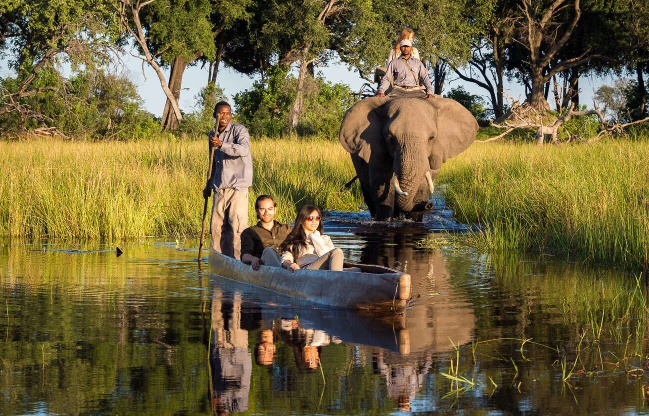 Elephant 2.jpg
