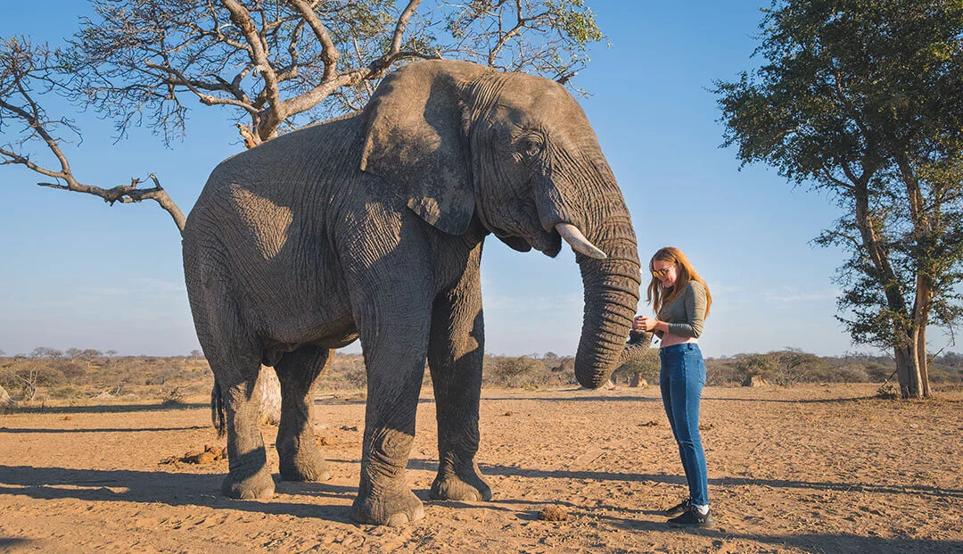 Elephant.jpg