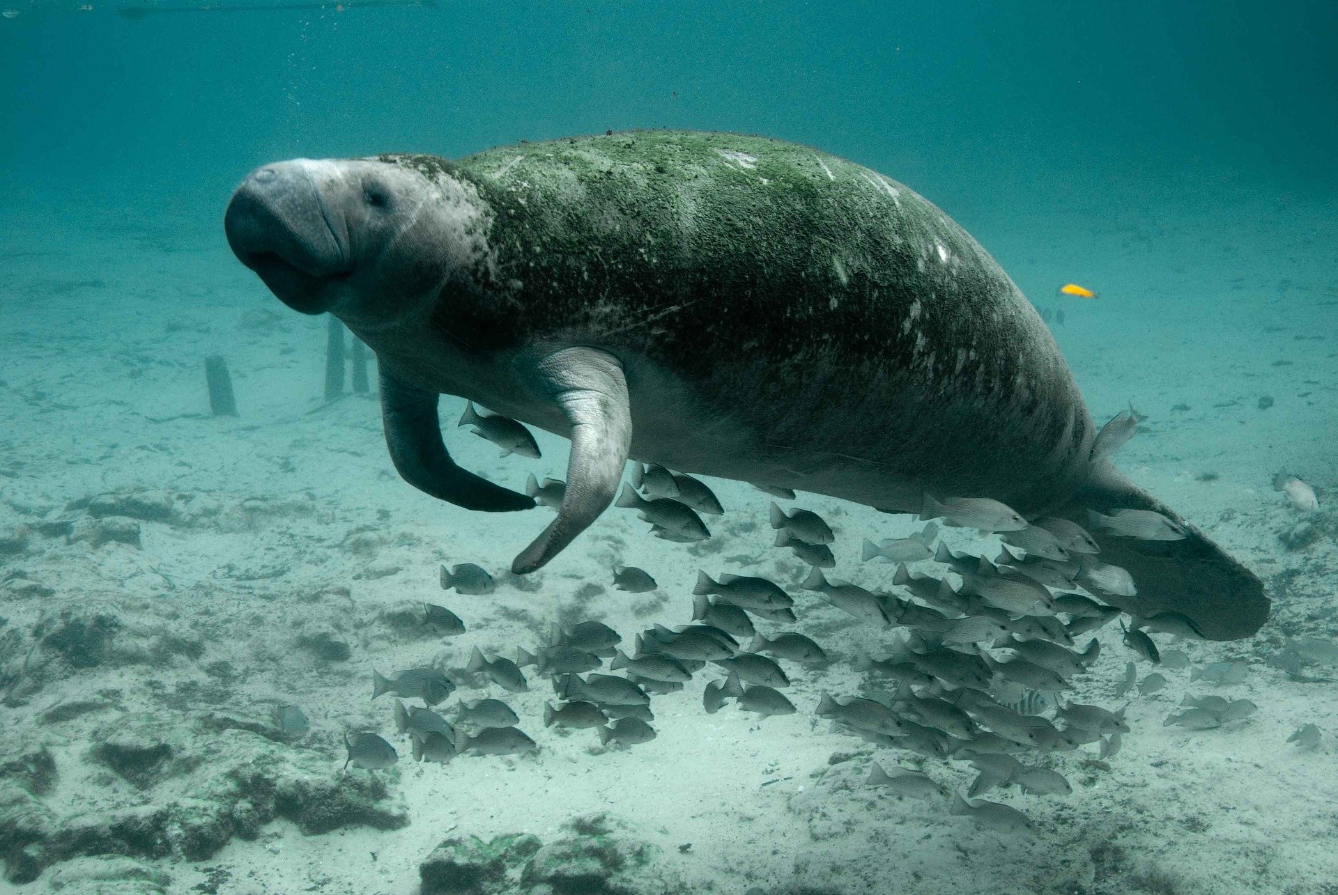 manatee-387195_1920.jpg