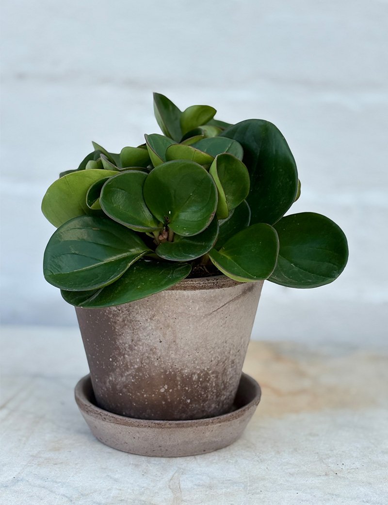 the_glasshouse_botanics_Peperomia _plant.jpg
