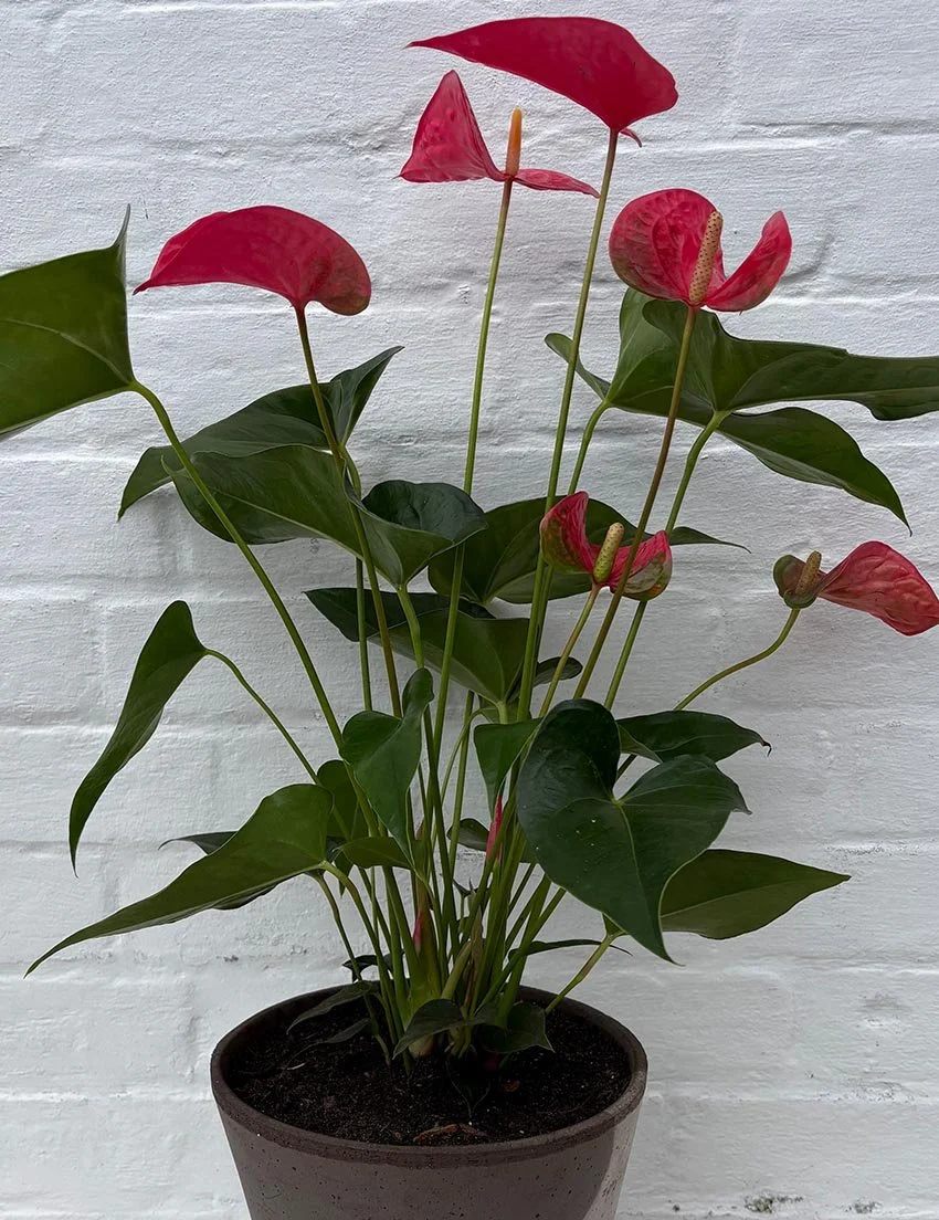 the_glasshouse_botanics_anthurium_plant_sutton_2.jpg