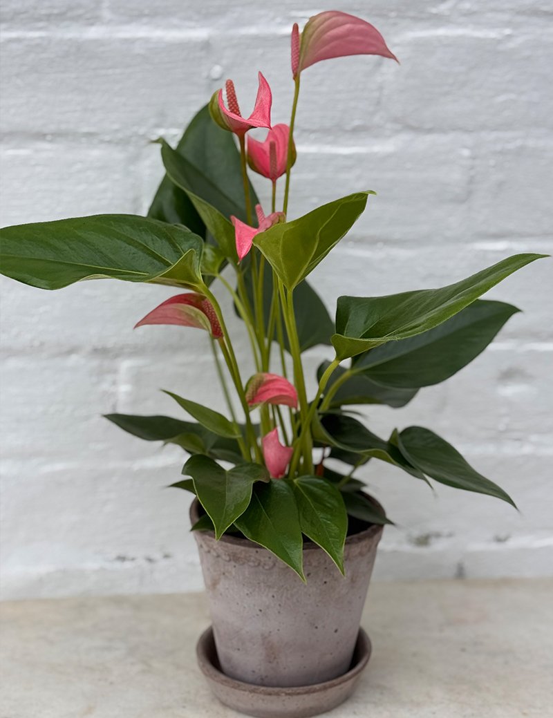 the_glasshouse_botanics_anthurium_plant.jpg