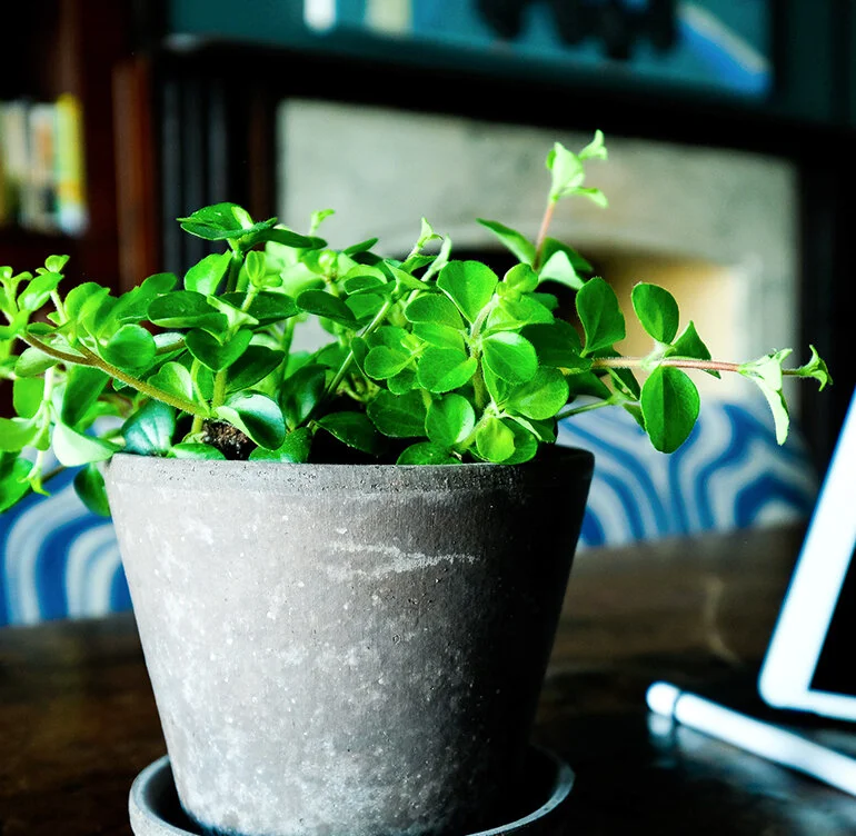 the_glasshouse_botanics_TRAILING_JADE_PLANT_4.jpg