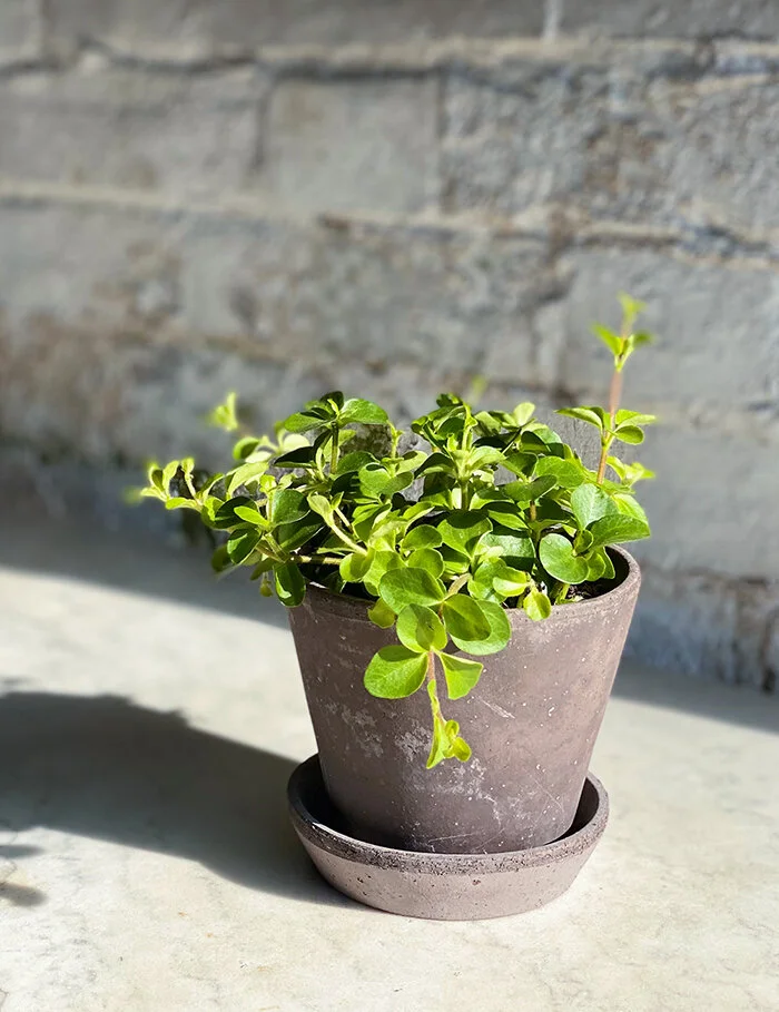 TRAILING JADE WITH POT + TRAY