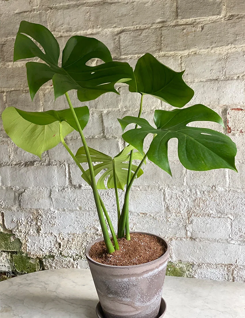 Title:<br/><br/> <br/>Monstera Deliciosa with Handmade Clay Pot & Tray -  21cm | The Glasshouse  THE GLASSHOUSE