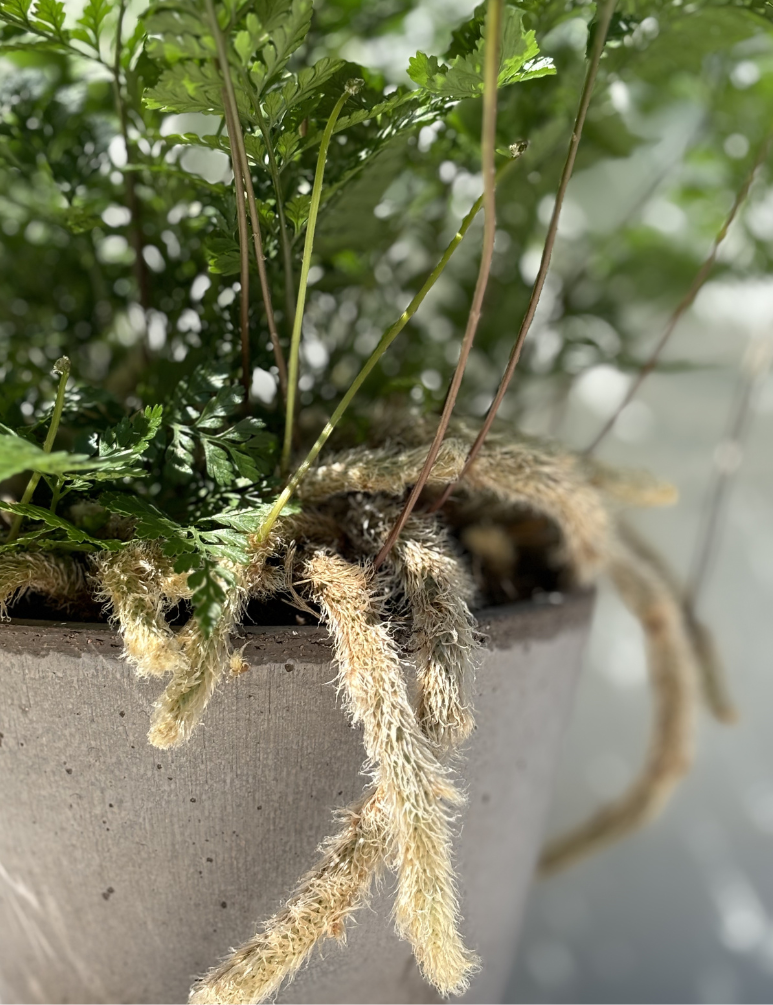 Bunny Foot Fern Humata Tyermanii --White Rabbit's Foot Fern-- - Nursery ...