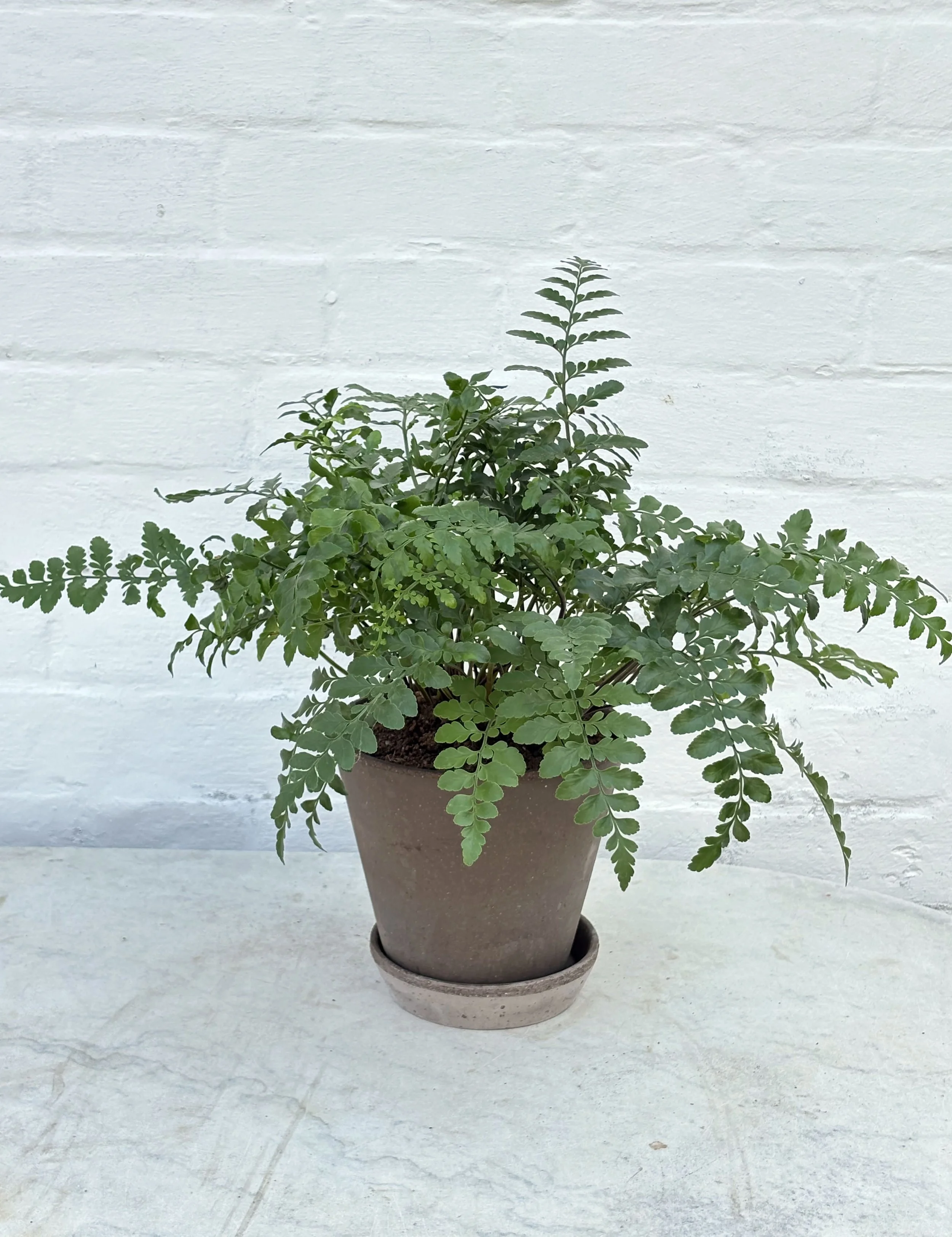 ASPLENIUM PARVATI | WITH POT + TRAY