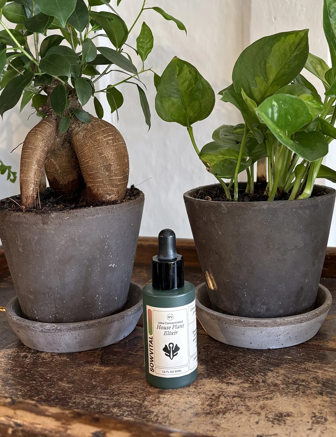the_glasshouse_botanics_sowvital_house_plant_elixir.jpg