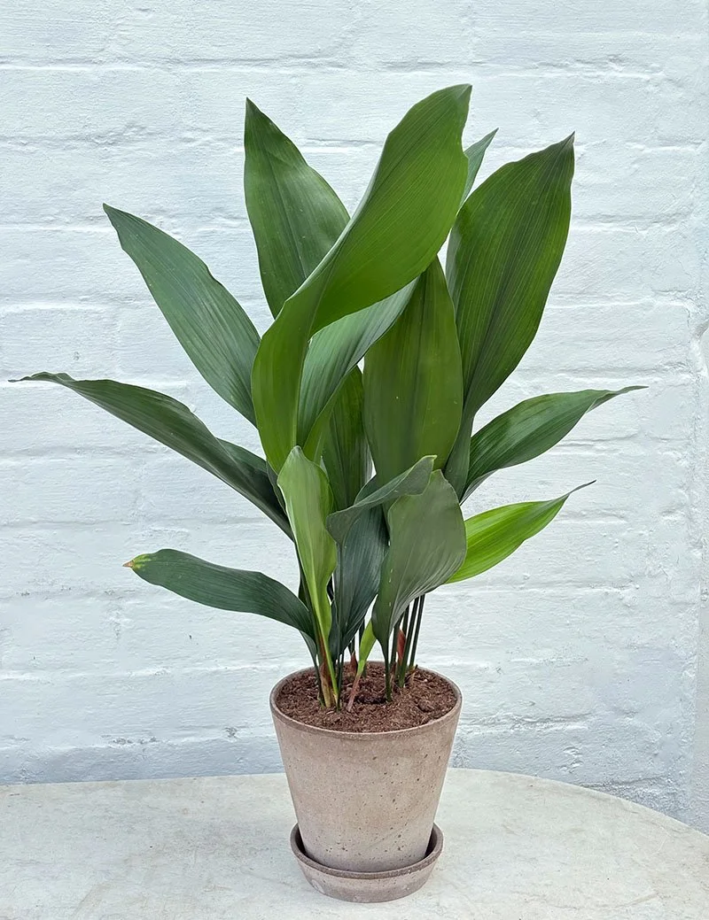 the_glasshouse_botanics_Aspidistra_plant.jpg
