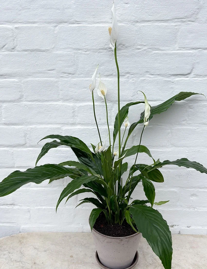 SPATHIPHYLLUM | PEACE LILY WITH POT + TRAY