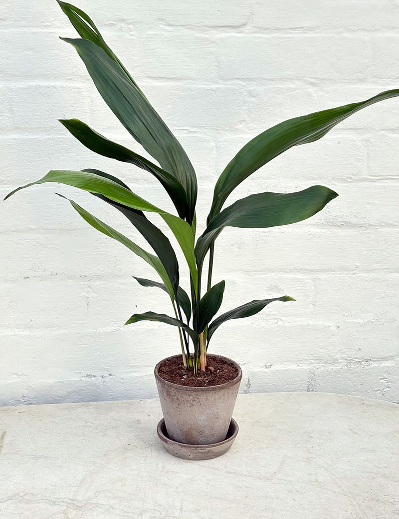 ASPIDISTRA | WITH POT + TRAY