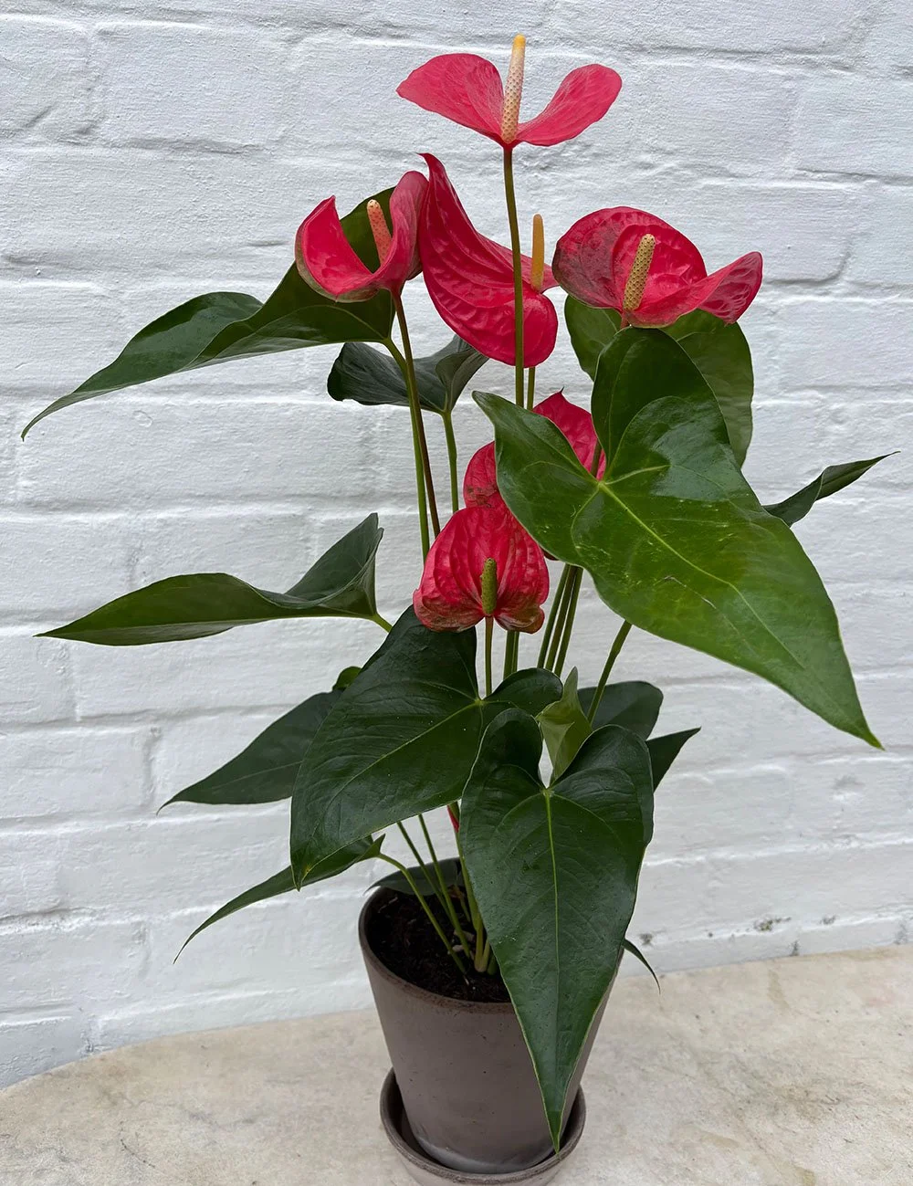 the_glasshouse_botanics_Anthurium_1.jpg