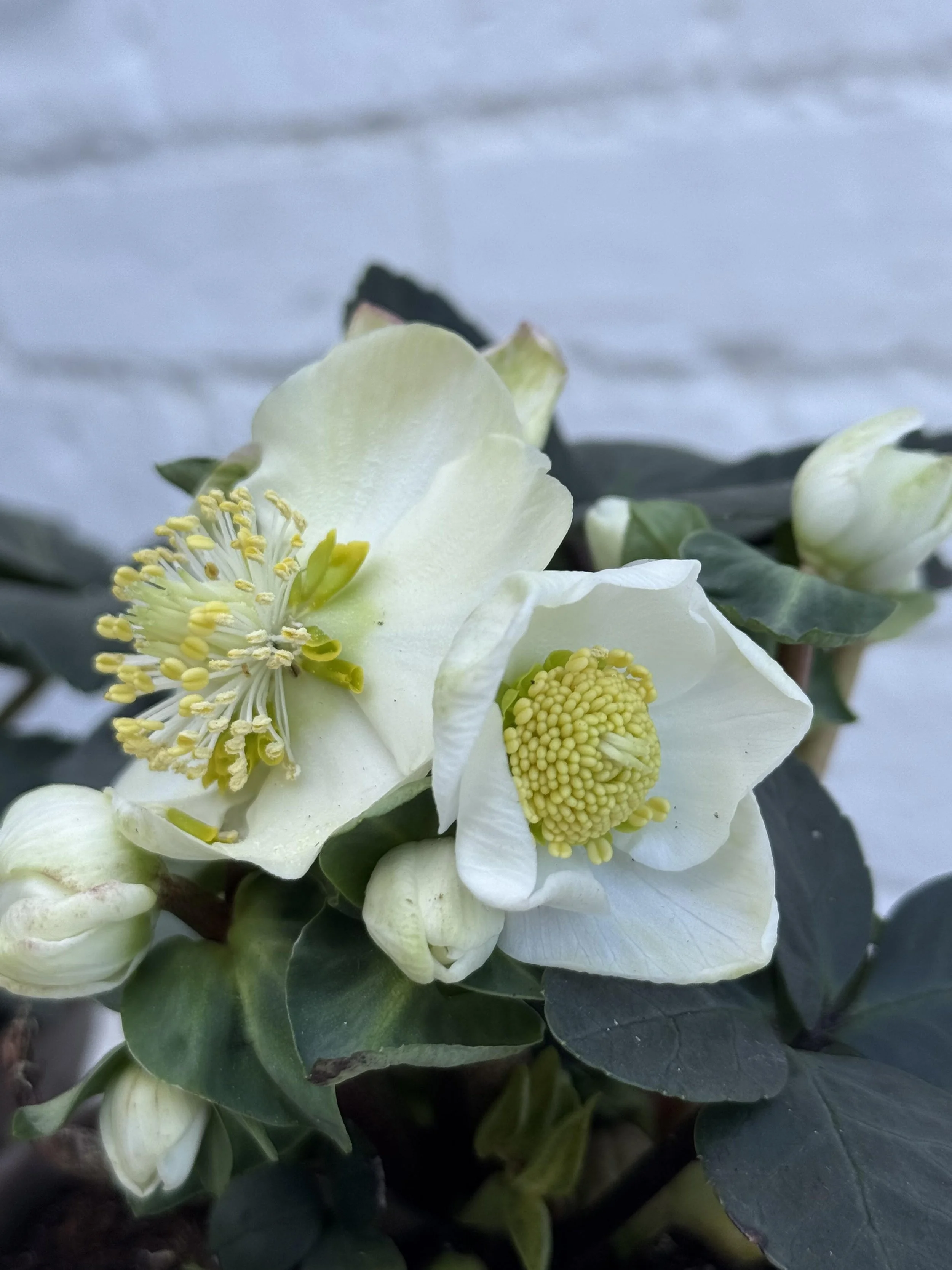 The Glasshouse Botanics Hellebores 2.jpg