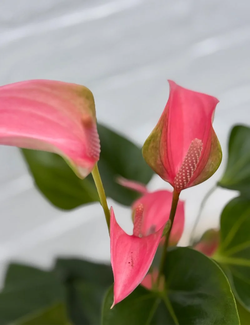 the_glasshouse_botanics_anthurium_plant_2.jpg